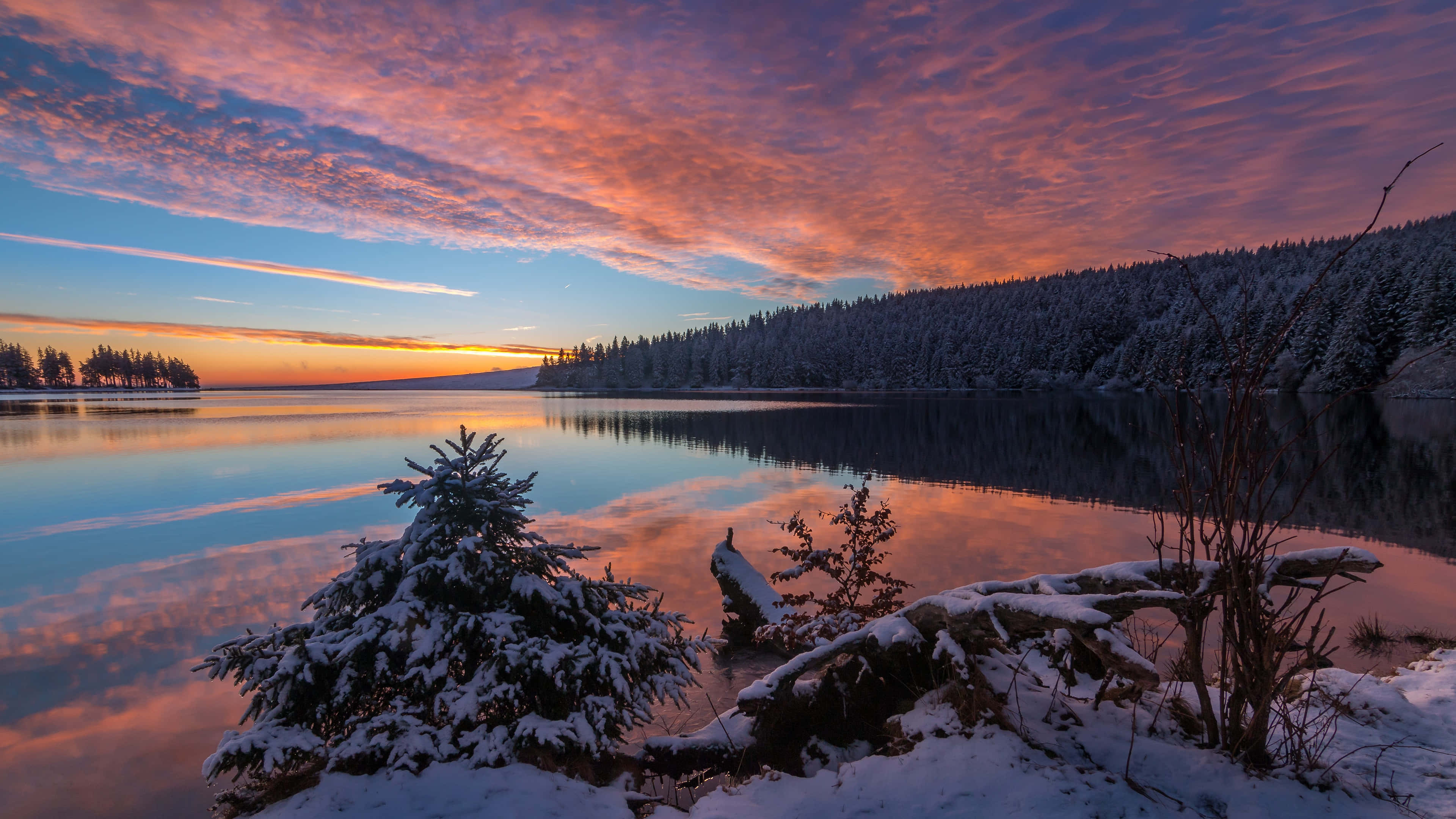 Lake Tahoe, dawn, snow-covered pine tree, 4K Desktop Wallpaper