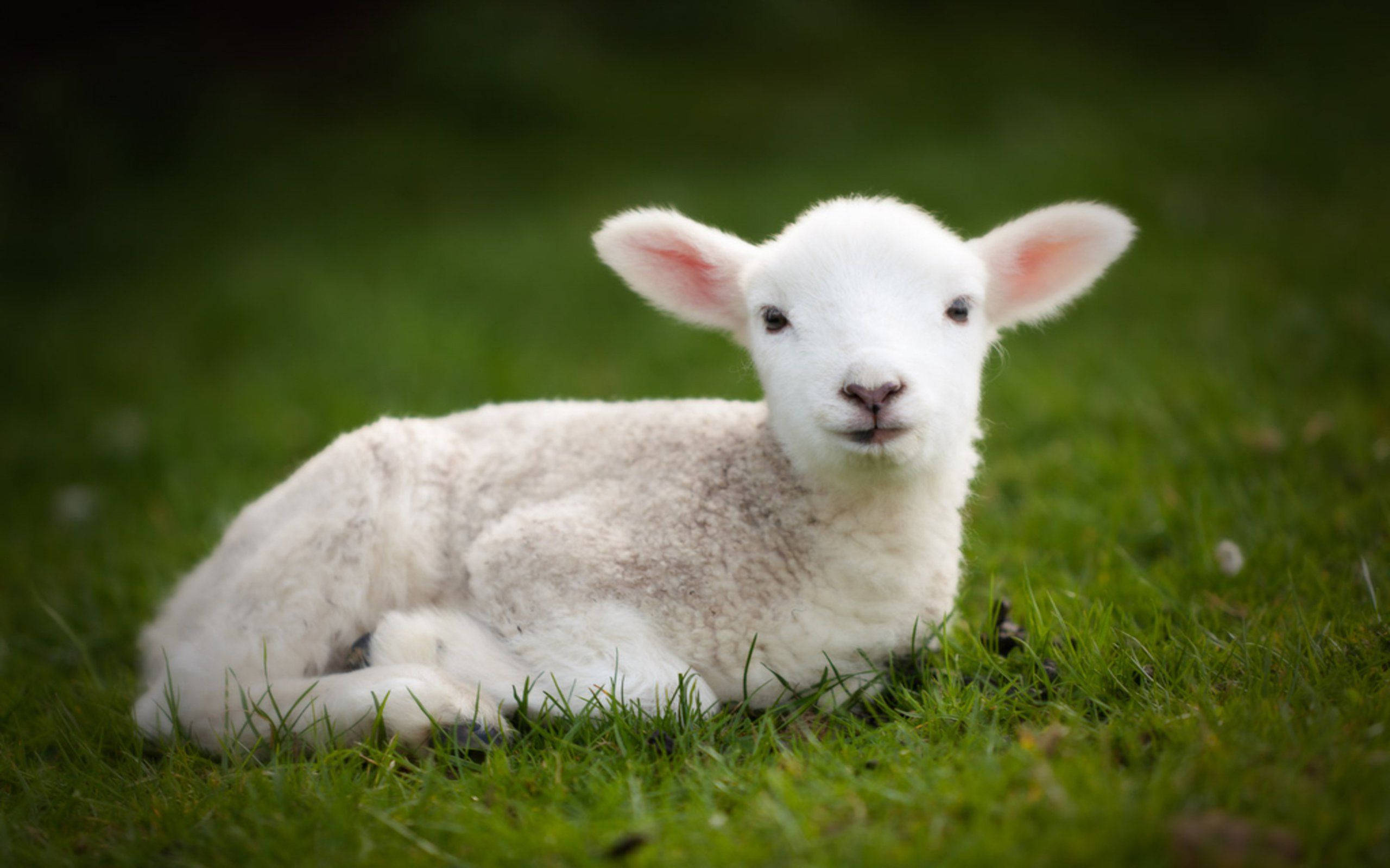 lamb, white, green grass, 2K Desktop Wallpaper