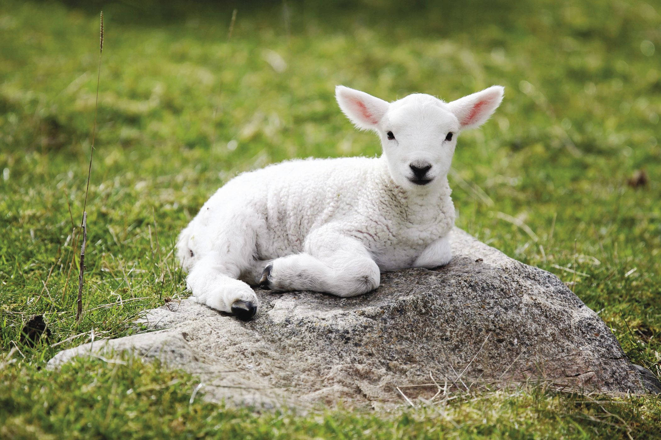 graceful lamb, mossy rock, sunlit green meadow, Full HD Desktop Wallpaper