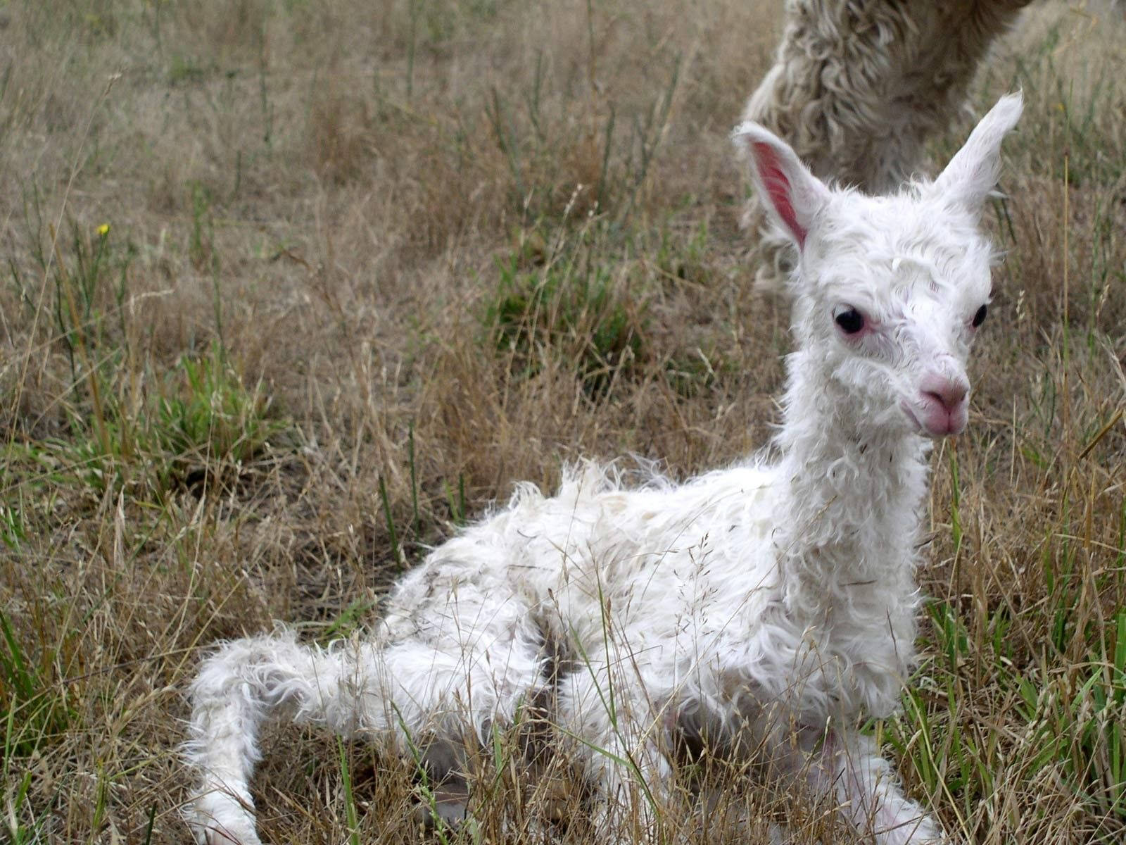 fluffy white alpaca calf, dry grass, curious gaze, HD Desktop Wallpaper