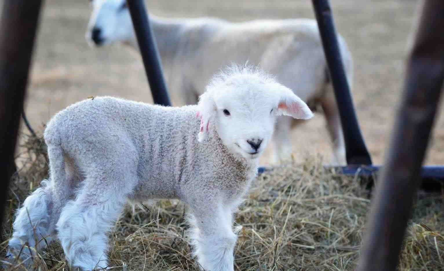 lamb, hay, wooden fence, HD Desktop Wallpaper