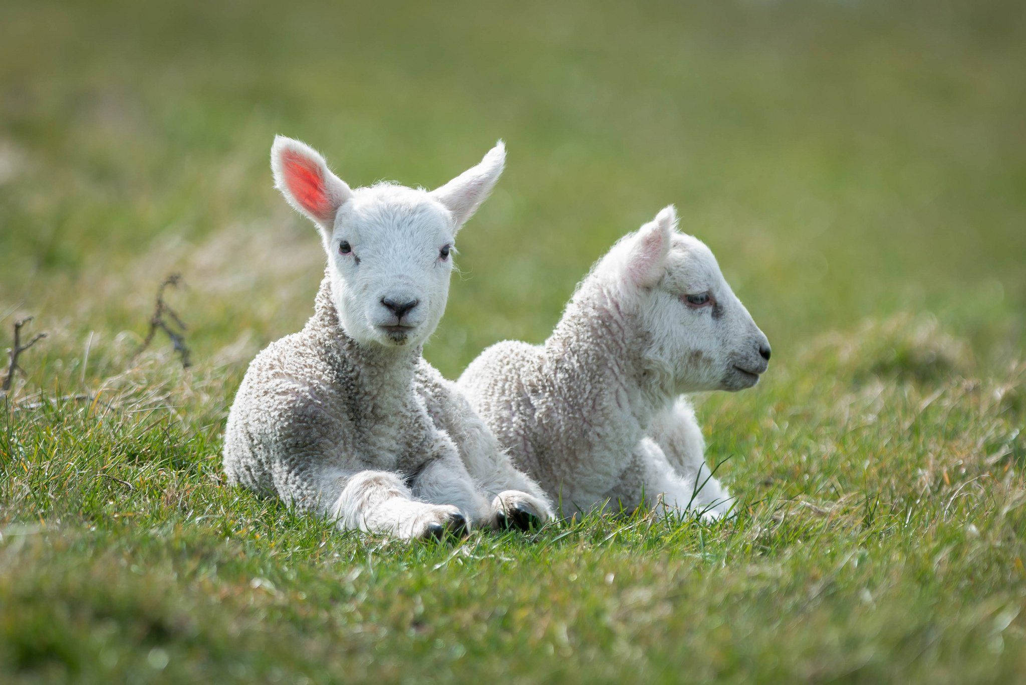 Lamb, white pair, grass field, Full HD Desktop Wallpaper
