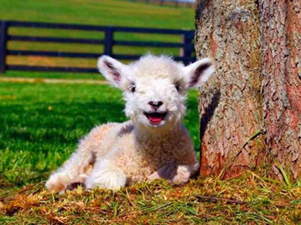 lamb, tree, sunlit green pasture, SD Desktop Wallpaper