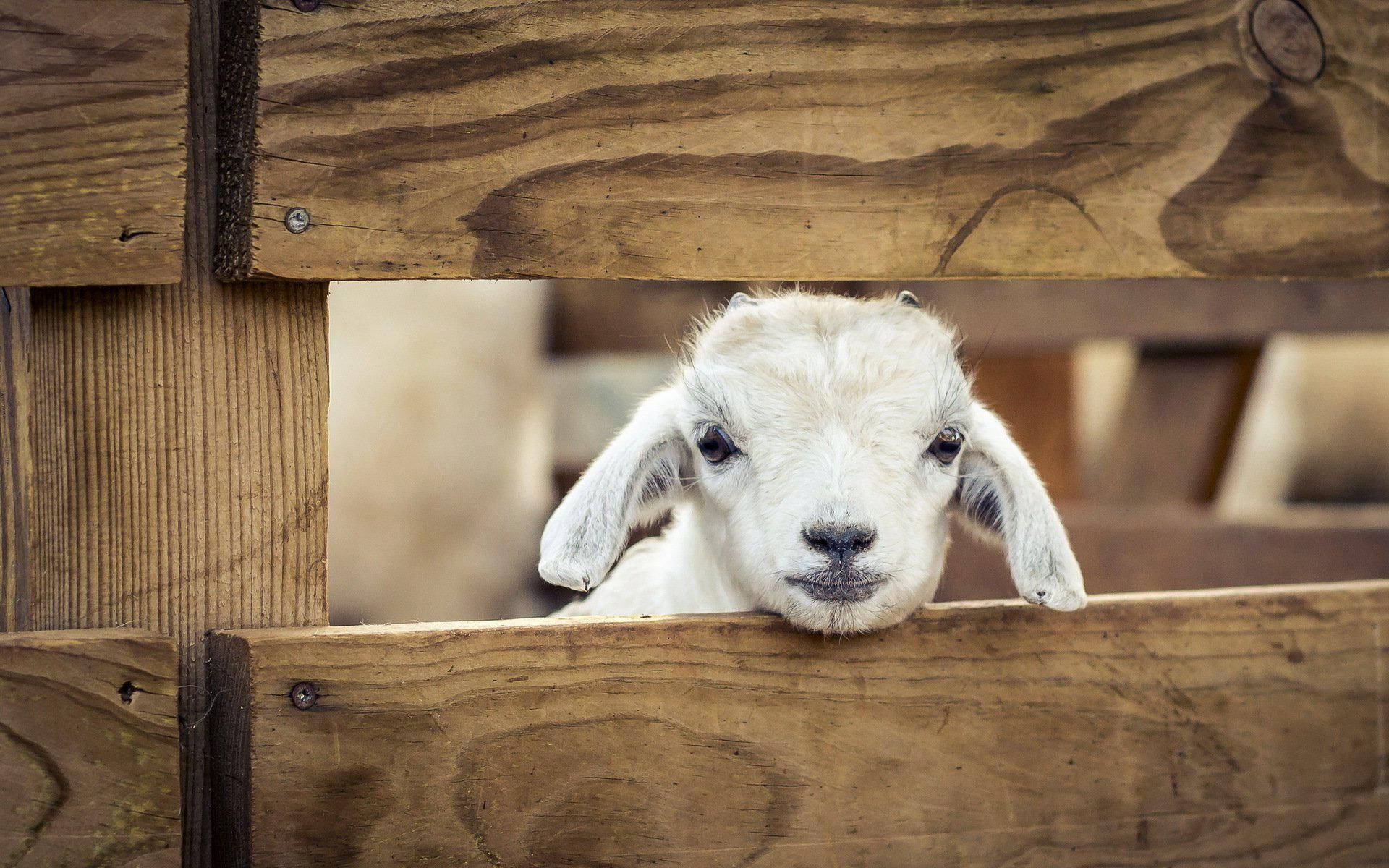 lamb, white baby goat, wooden fence, Full HD Desktop Wallpaper