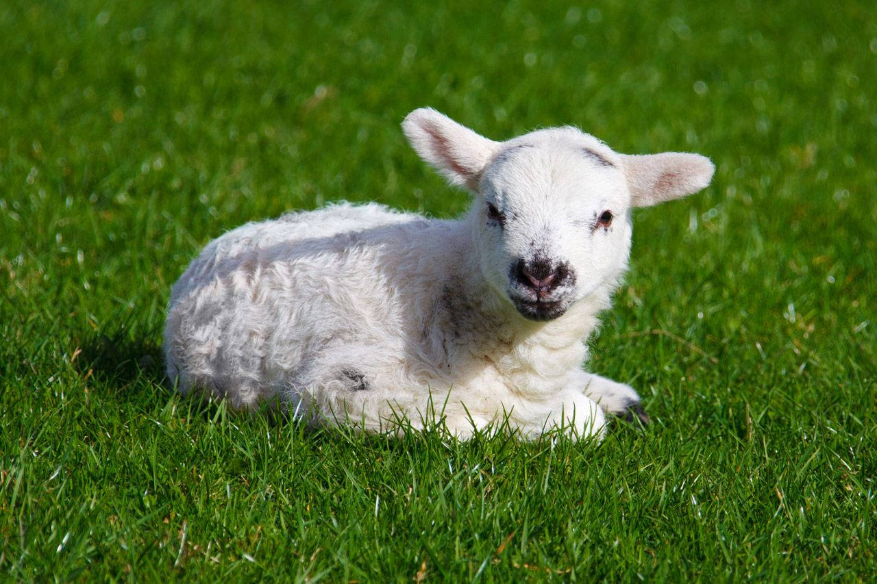 lamb, fluffy white lamb, vibrant green grass, HD Desktop Wallpaper