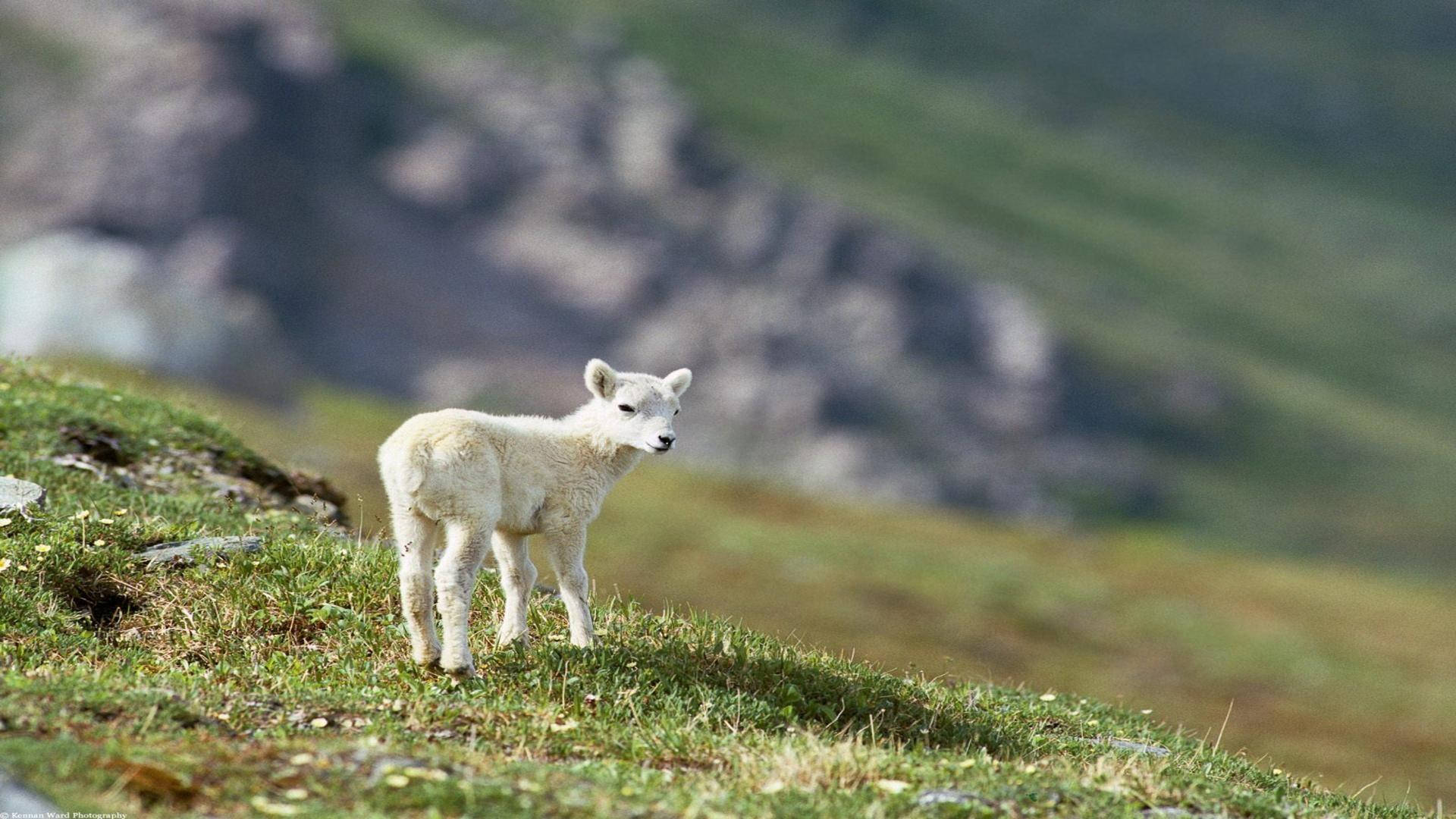 lamb, grass field, mountain view, Full HD Desktop Wallpaper