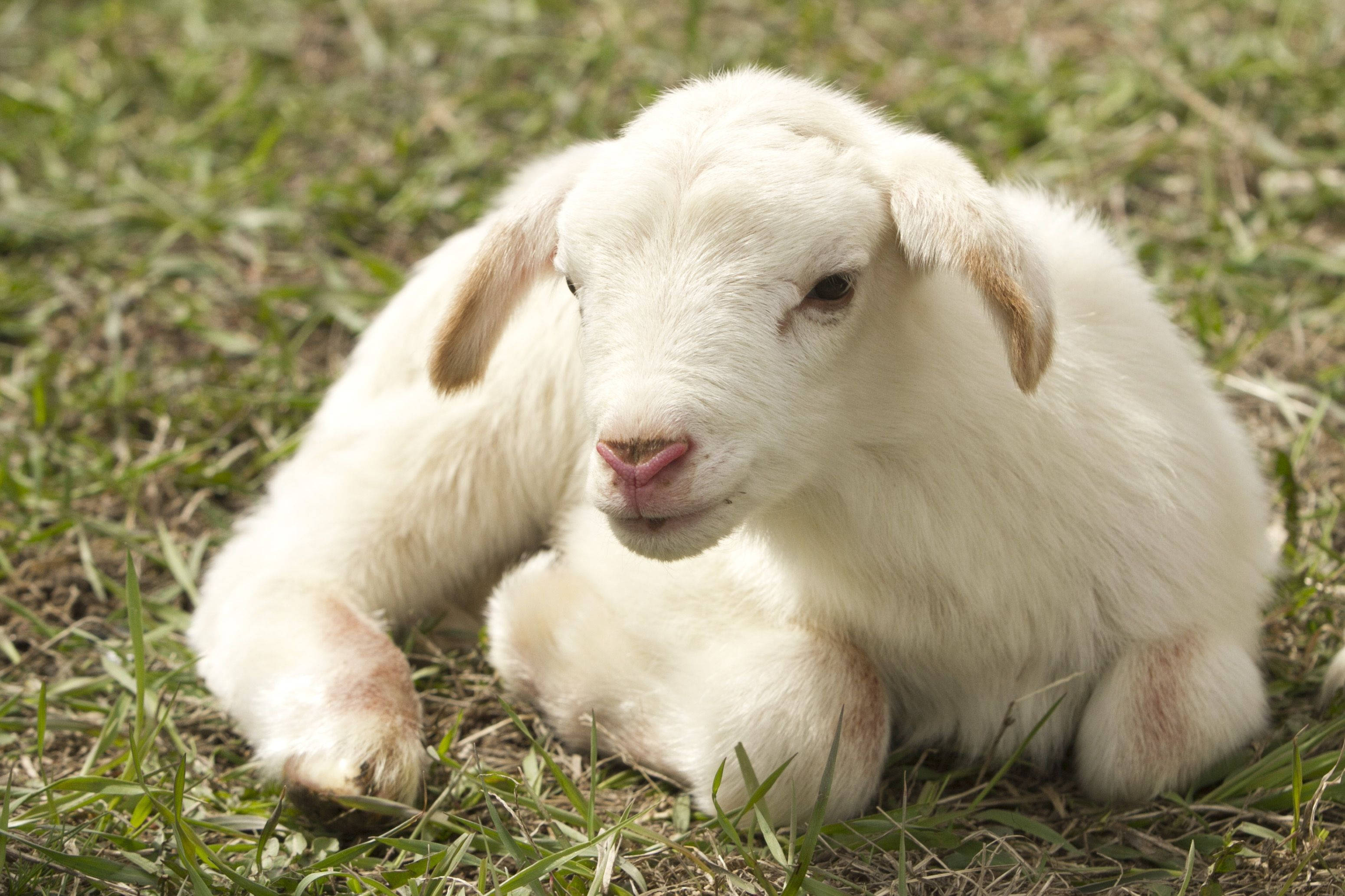 Lamb, white, grass, 2K Desktop Wallpaper
