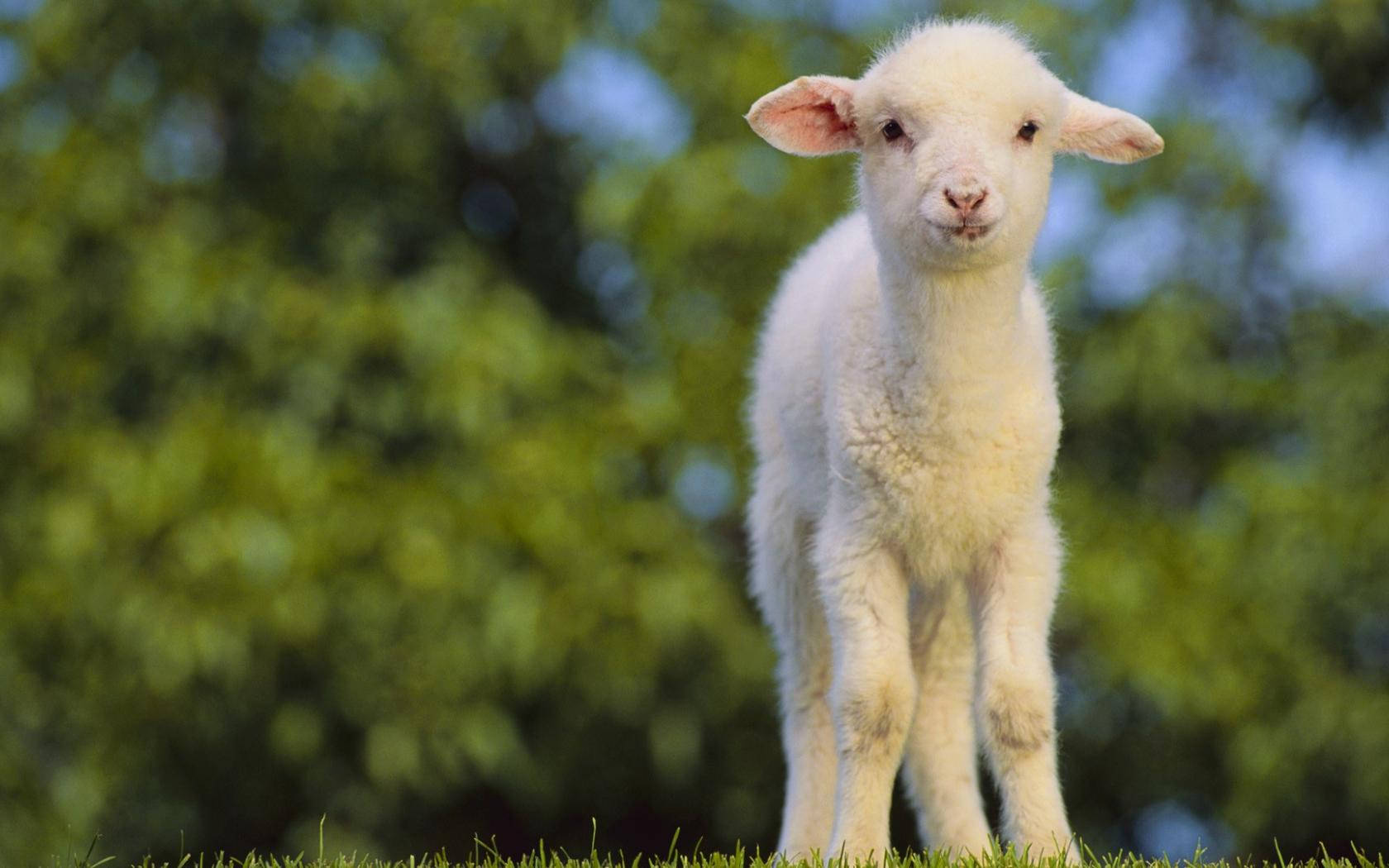 lamb, trees, green grass, HD Desktop Wallpaper