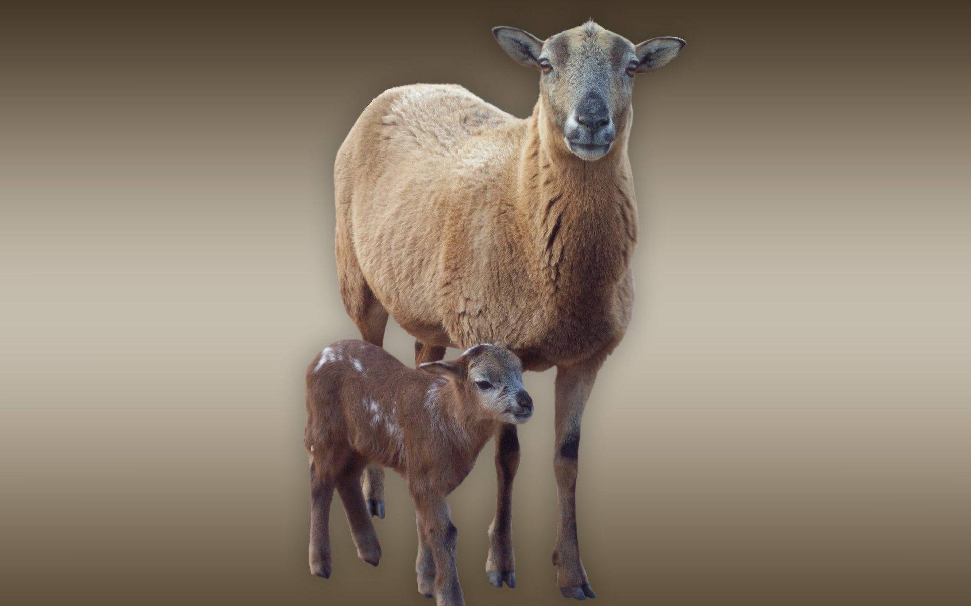 lamb, adult sheep, brown aesthetic gradient, Full HD Desktop Wallpaper
