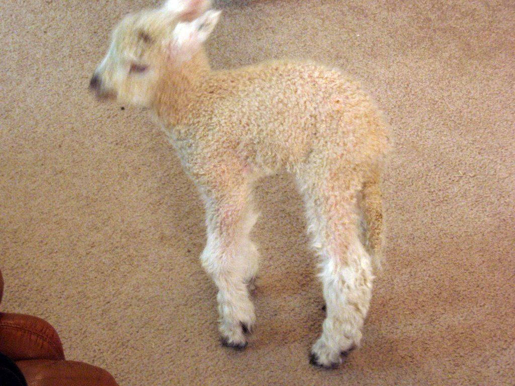 Lamb, white aesthetic rug, beige carpet, SD Desktop Wallpaper