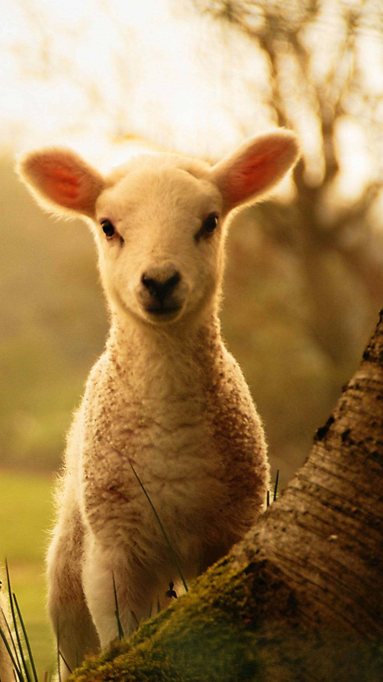 lamb, tree, sunset, Full HD Phone Wallpaper