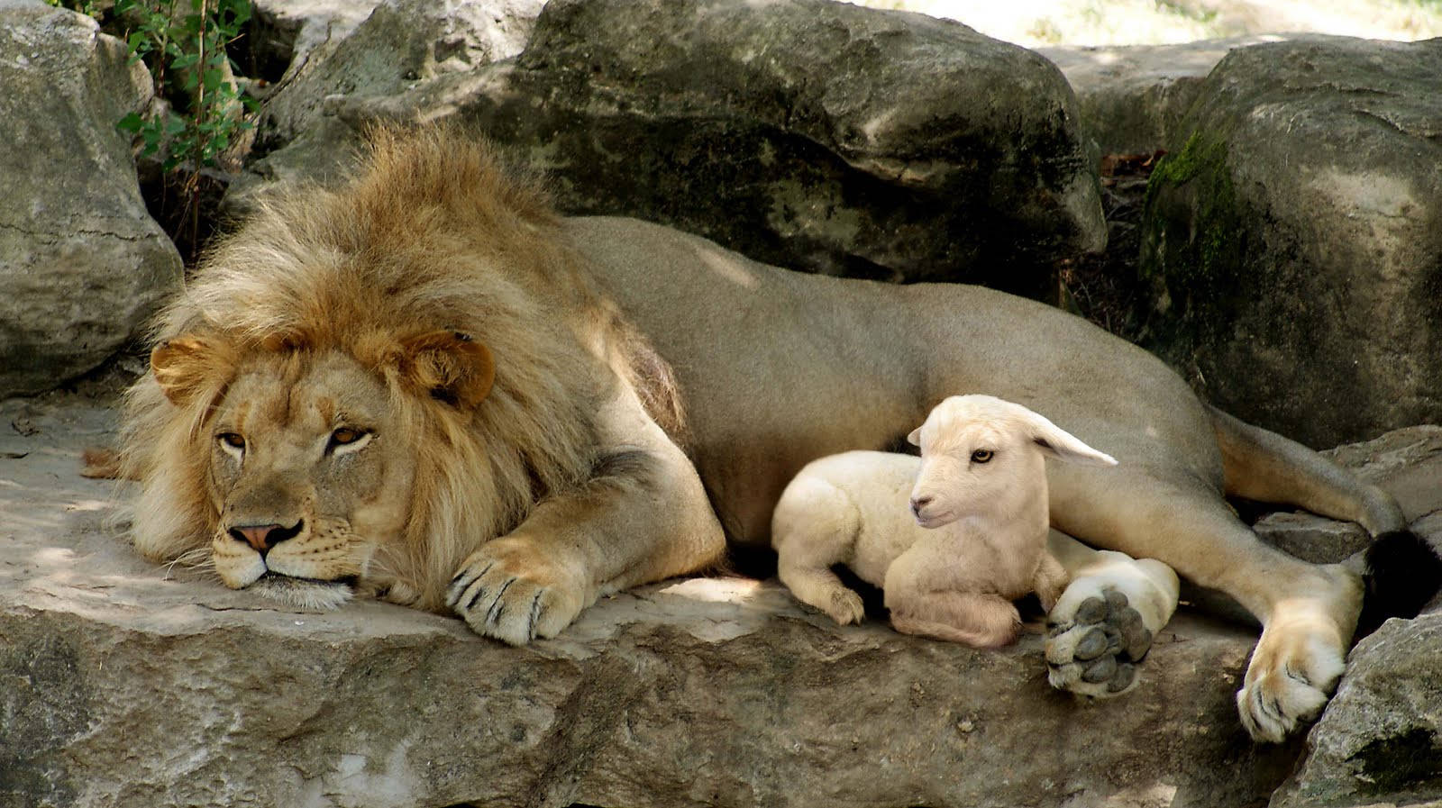 lion, lamb, rock, HD Desktop Wallpaper