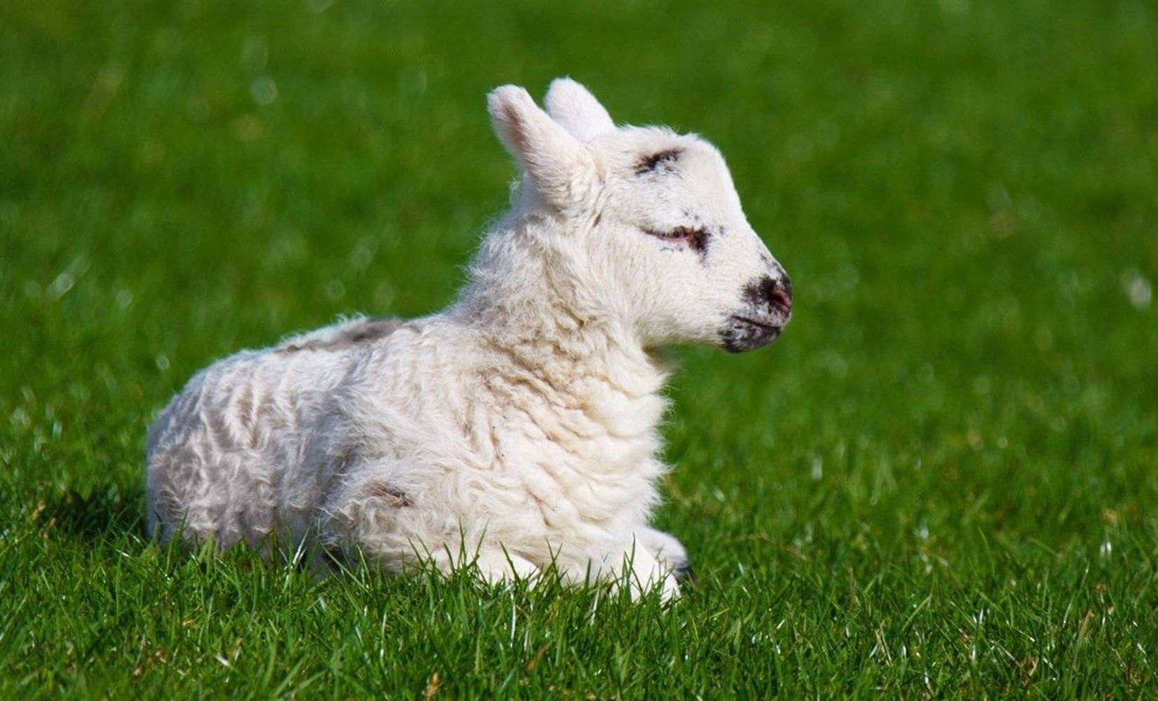lamb, white, green grass, HD Desktop Wallpaper