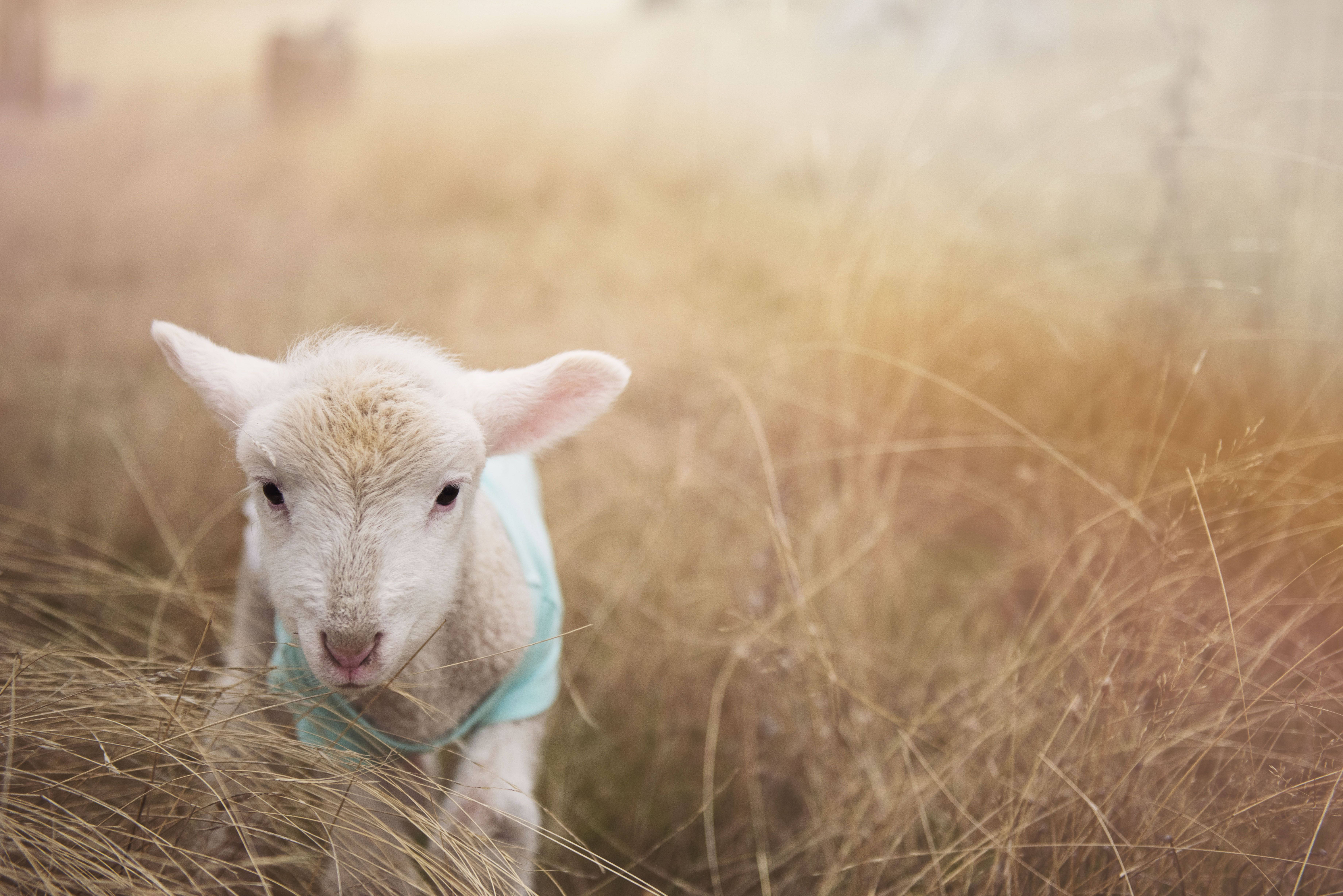 lamb, light blue harness, golden grass, 5K Desktop Wallpaper