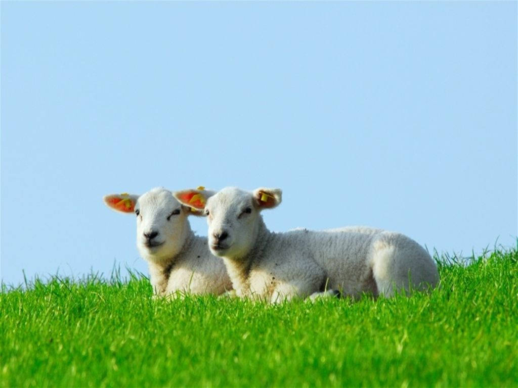 Lamb, white aesthetic pair, grass, SD Desktop Wallpaper