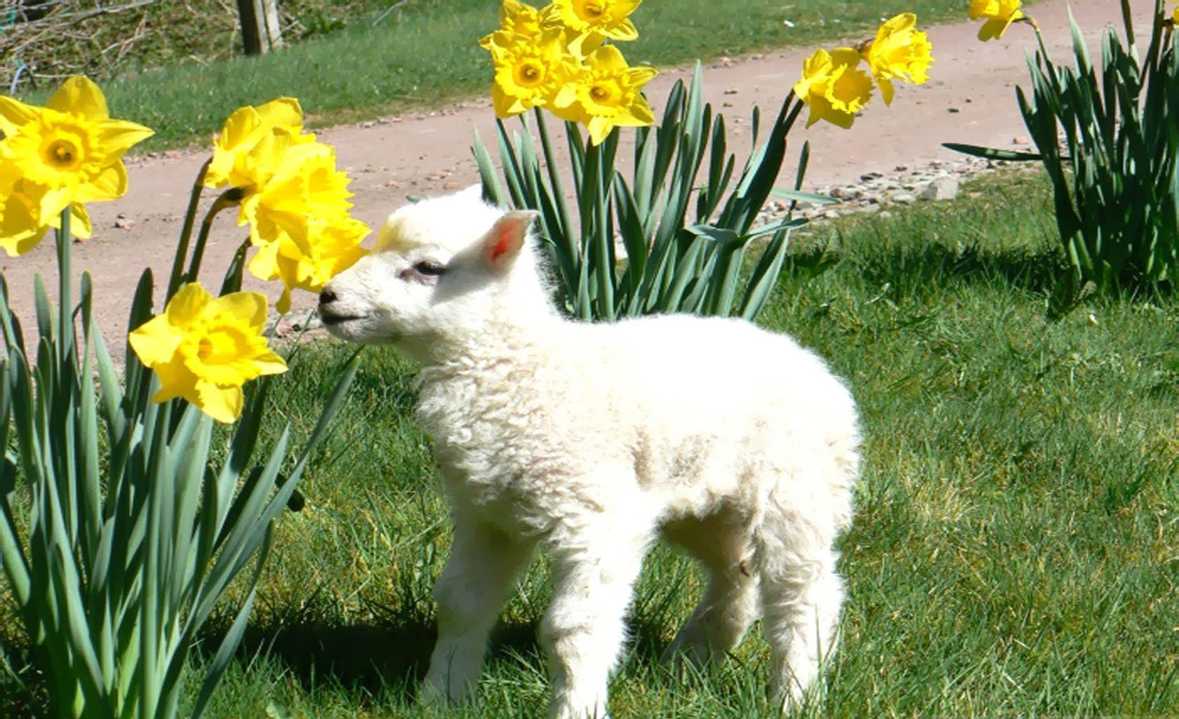 lamb, yellow flowers, daffodils, HD Desktop Wallpaper