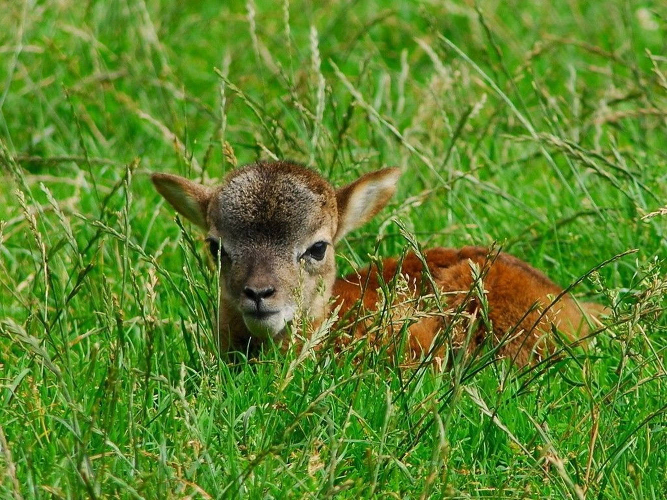 lamb, brown, grass field, HD Desktop Wallpaper