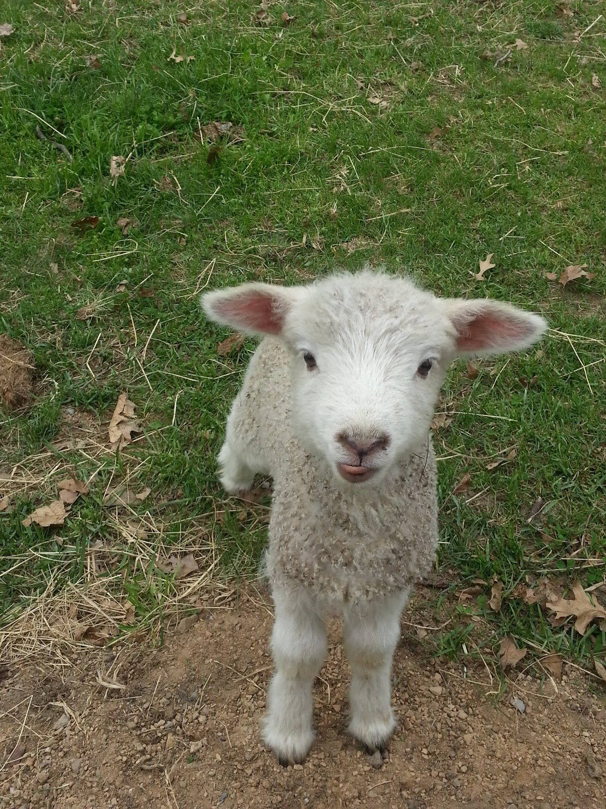 lamb, grass, dirt, HD Phone Wallpaper