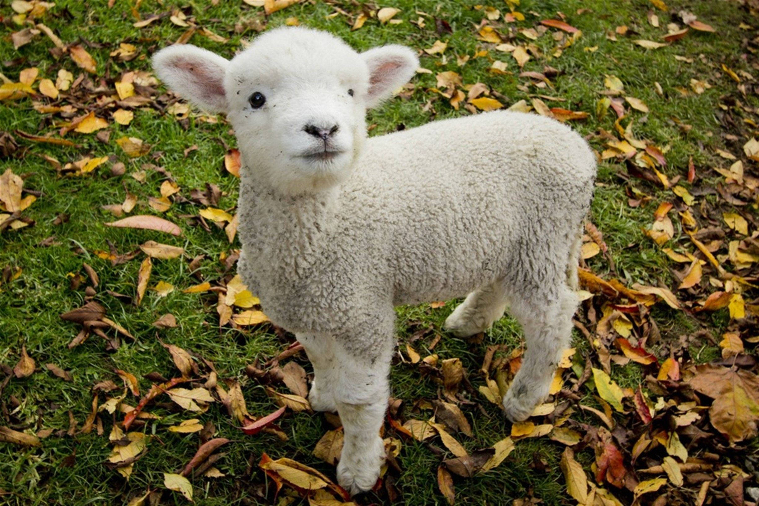 lamb, grass field, dry leaves, Full HD Desktop Wallpaper
