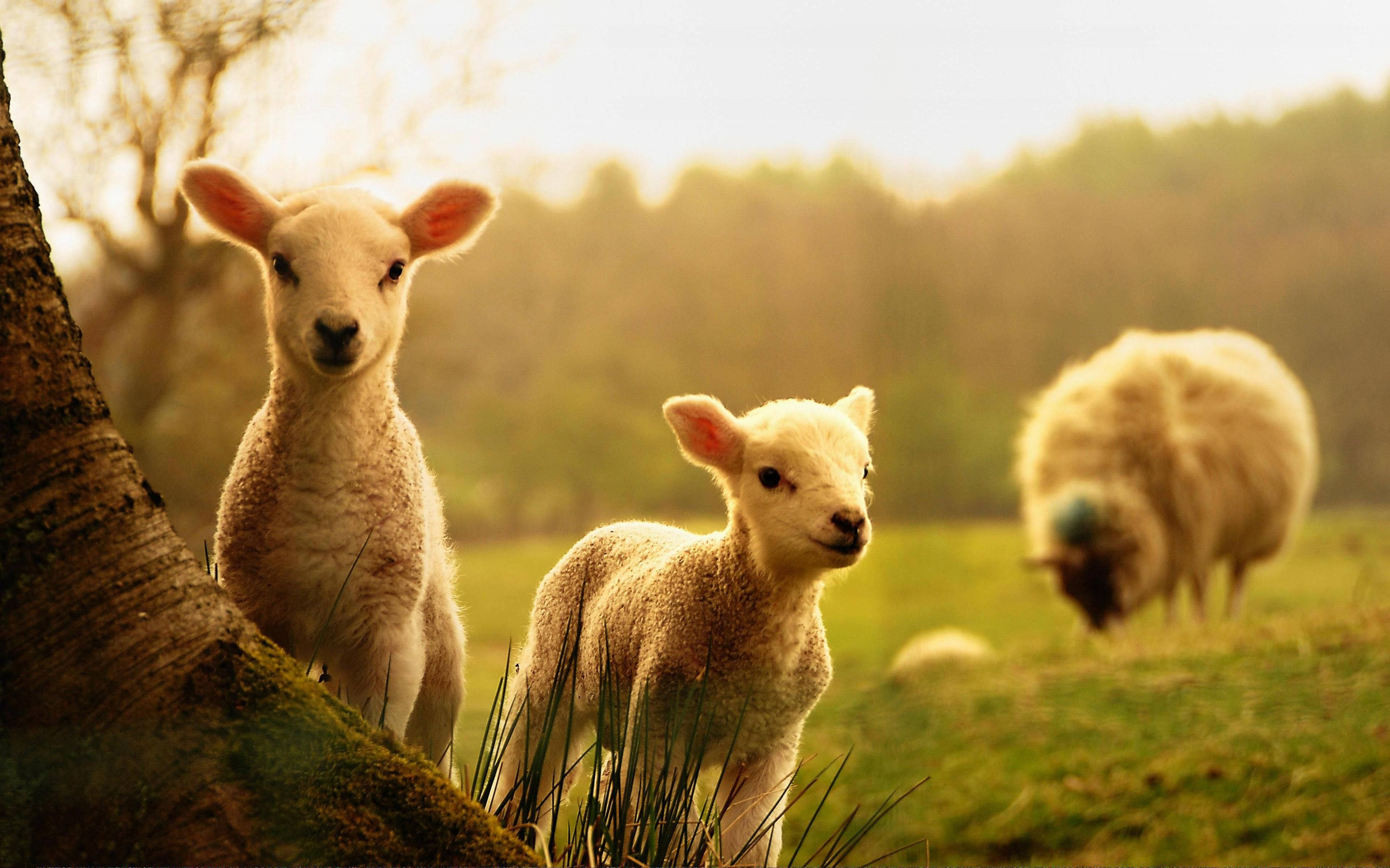 lamb, grass, sunset, 4K Desktop Wallpaper
