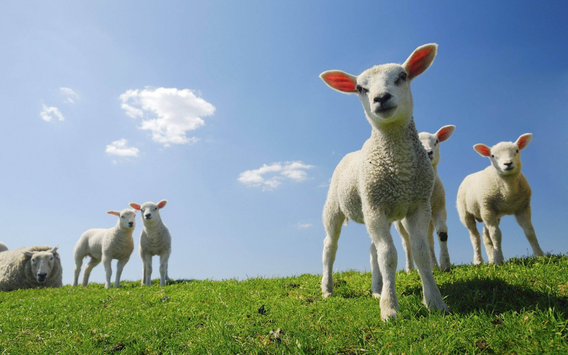 lamb, grass field, blue sky, Full HD Desktop Wallpaper