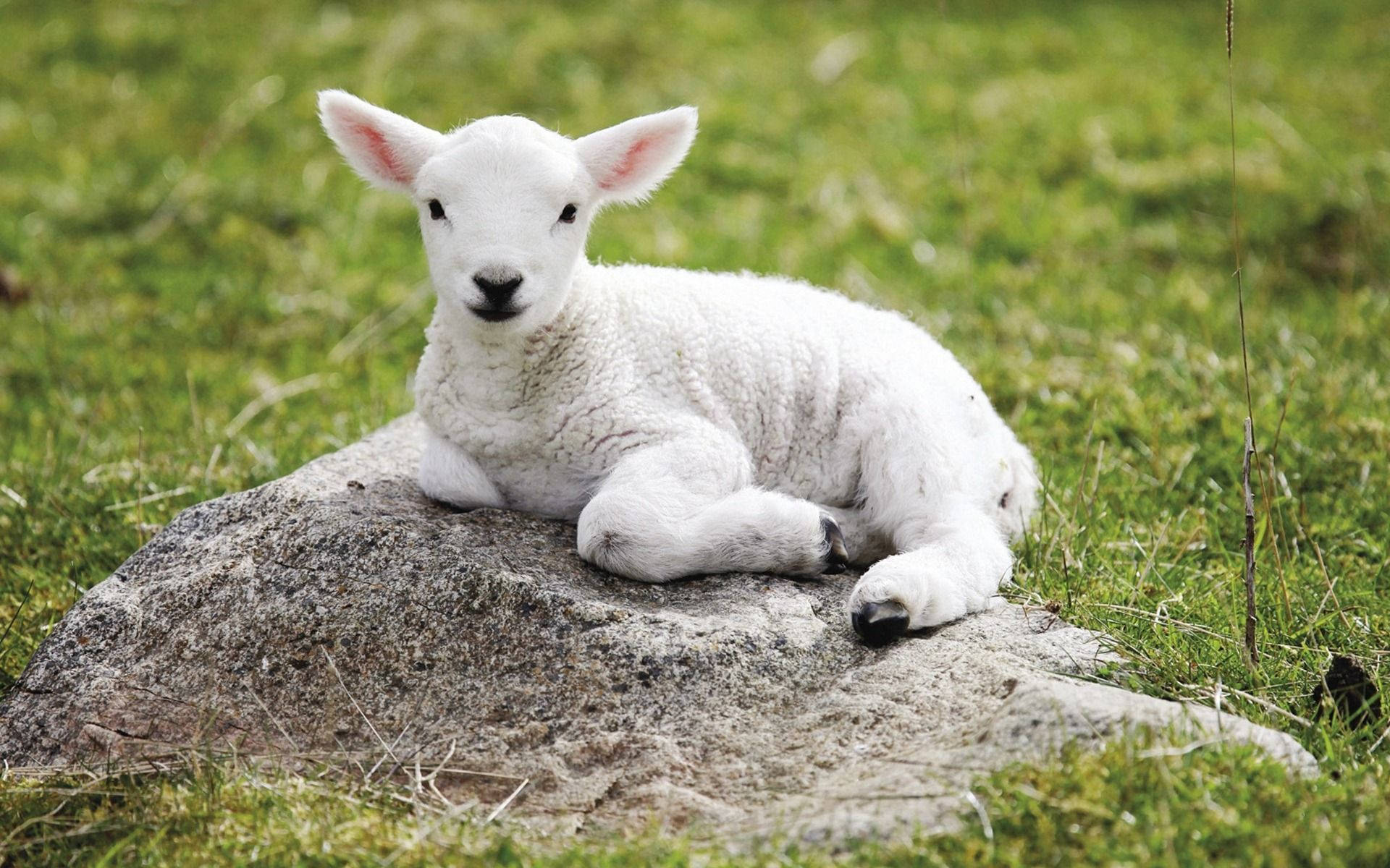 lamb, gray rock, mossy rock, Full HD Desktop Wallpaper