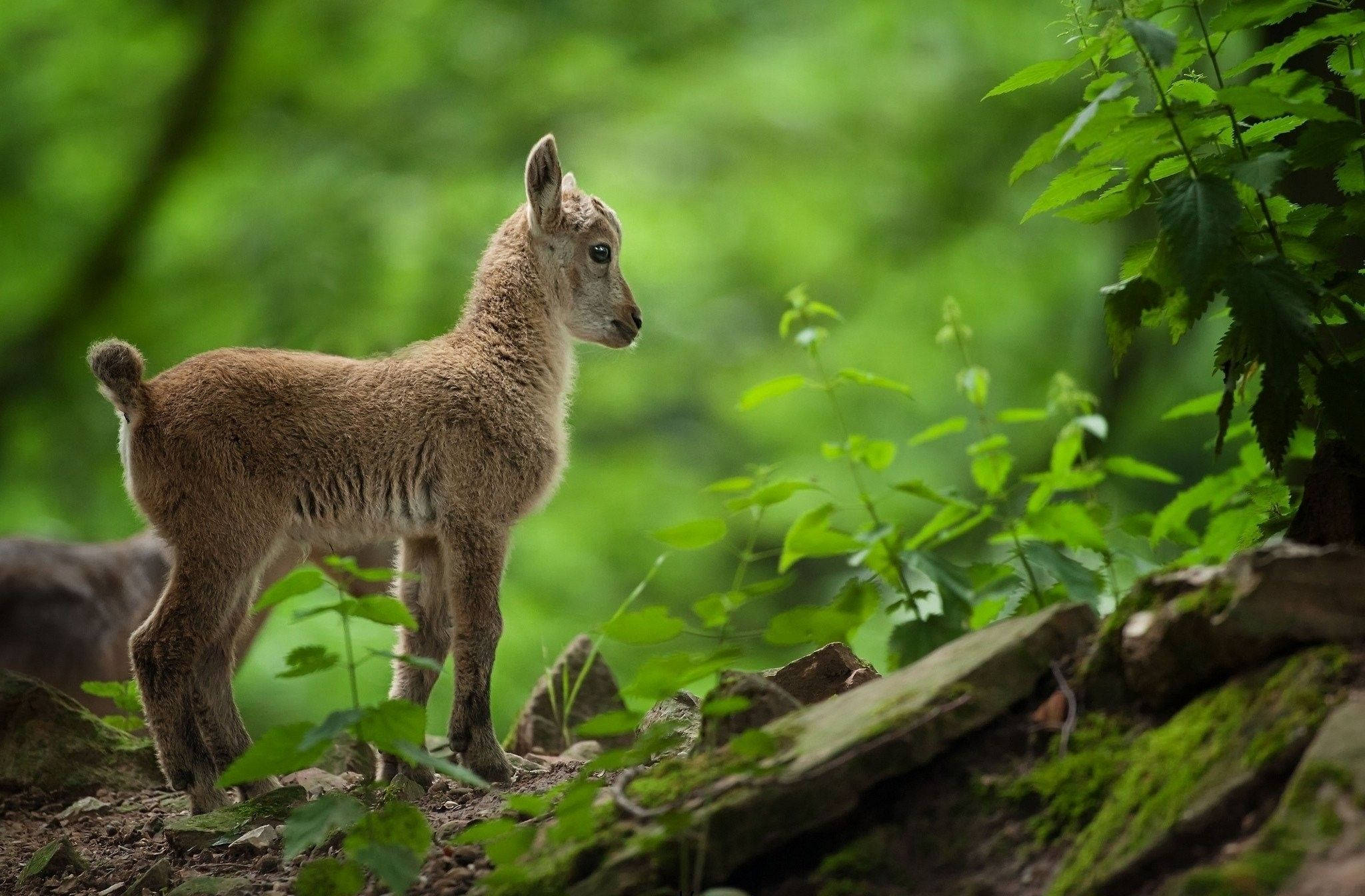 Lamb, brown, green forest, Full HD Desktop Wallpaper