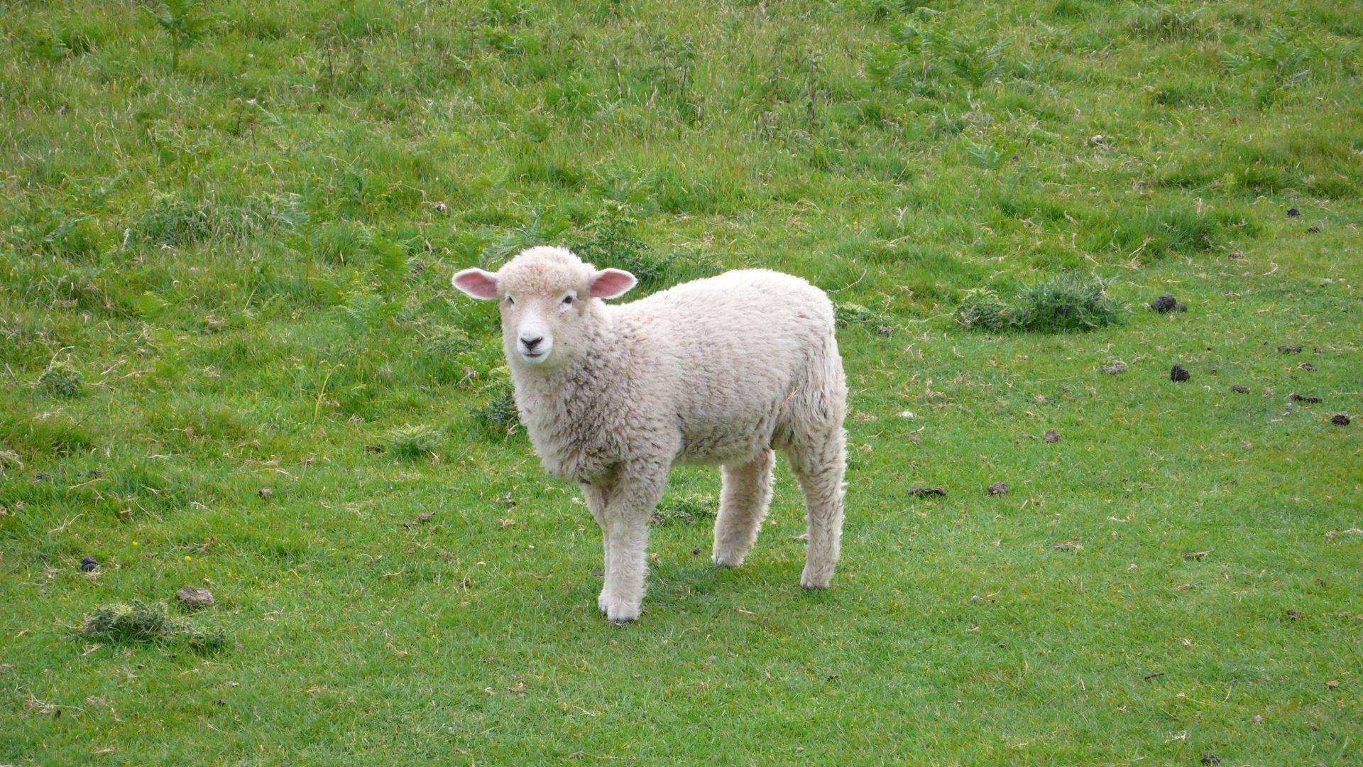lamb, fluffy, white, Full HD Desktop Wallpaper