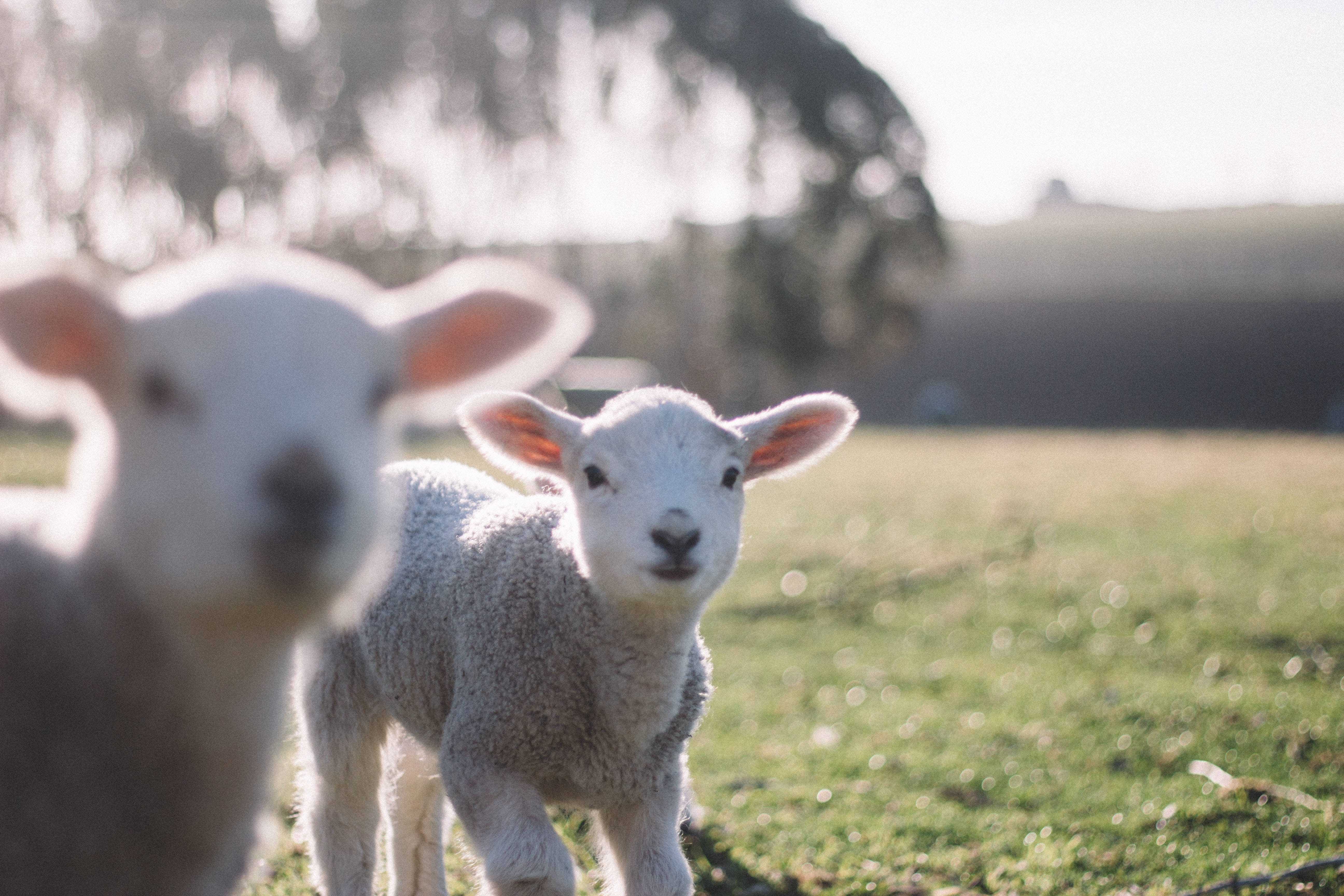 Lambs, 4K Desktop, sunlit grassy field, 5K Desktop Wallpaper