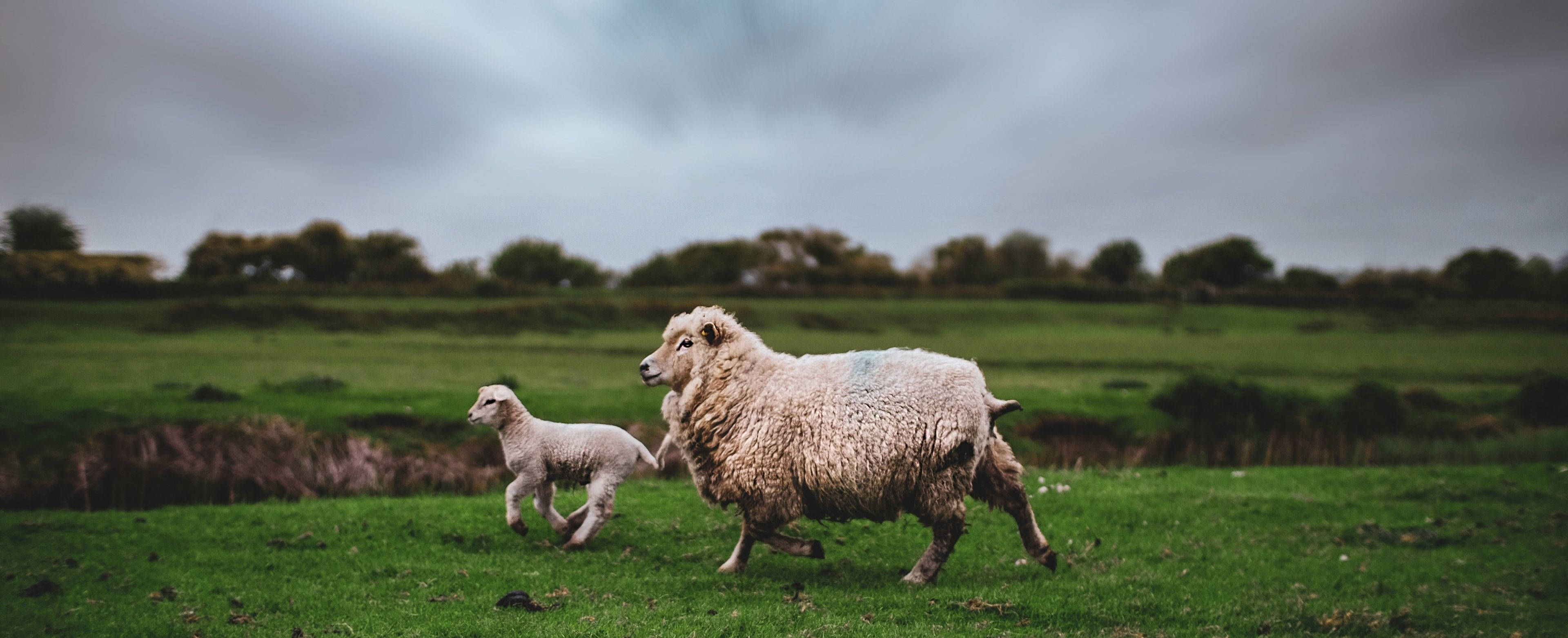 lamb, sheep, lush green pasture, 4K Desktop Wallpaper