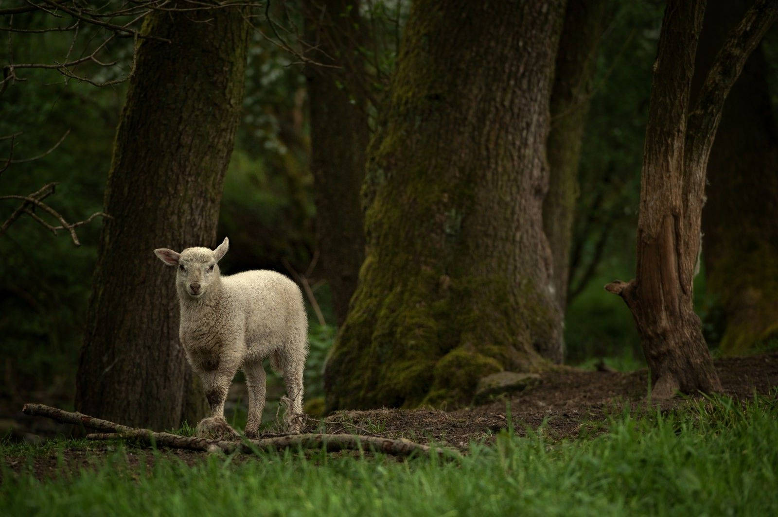 lamb, forest, mossy tree trunks, HD Desktop Wallpaper