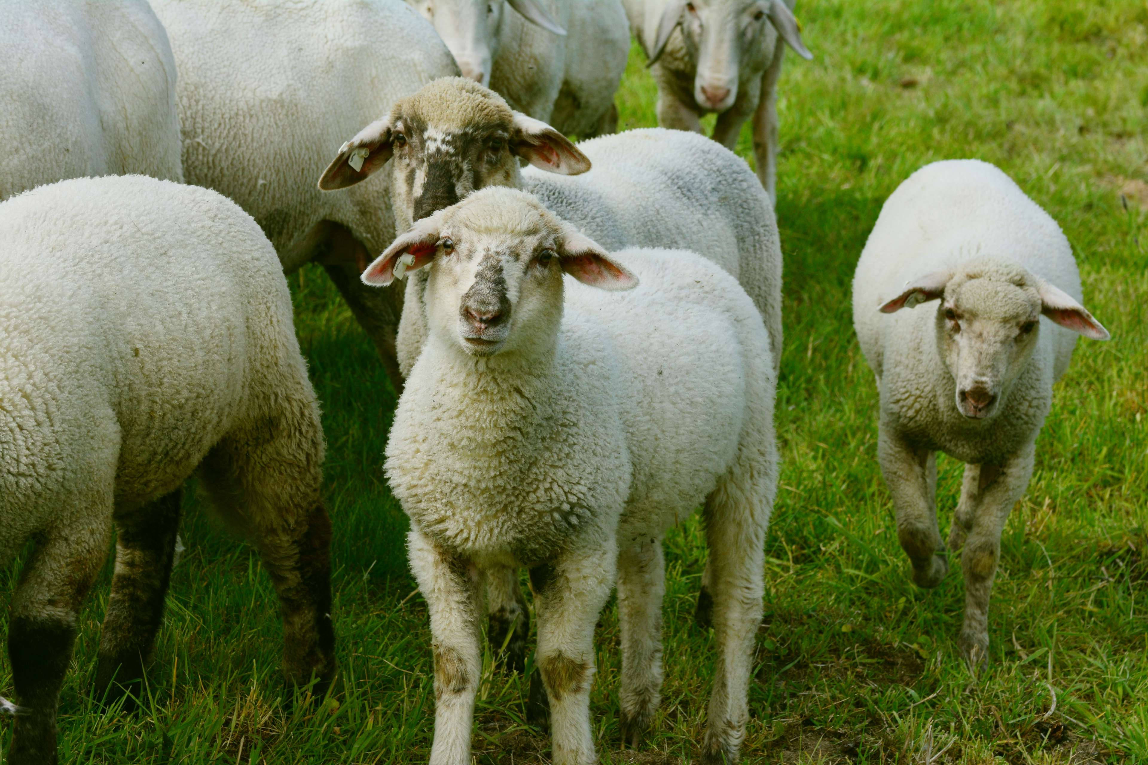 lamb, flock, fluffy white sheep, 4K Desktop Wallpaper