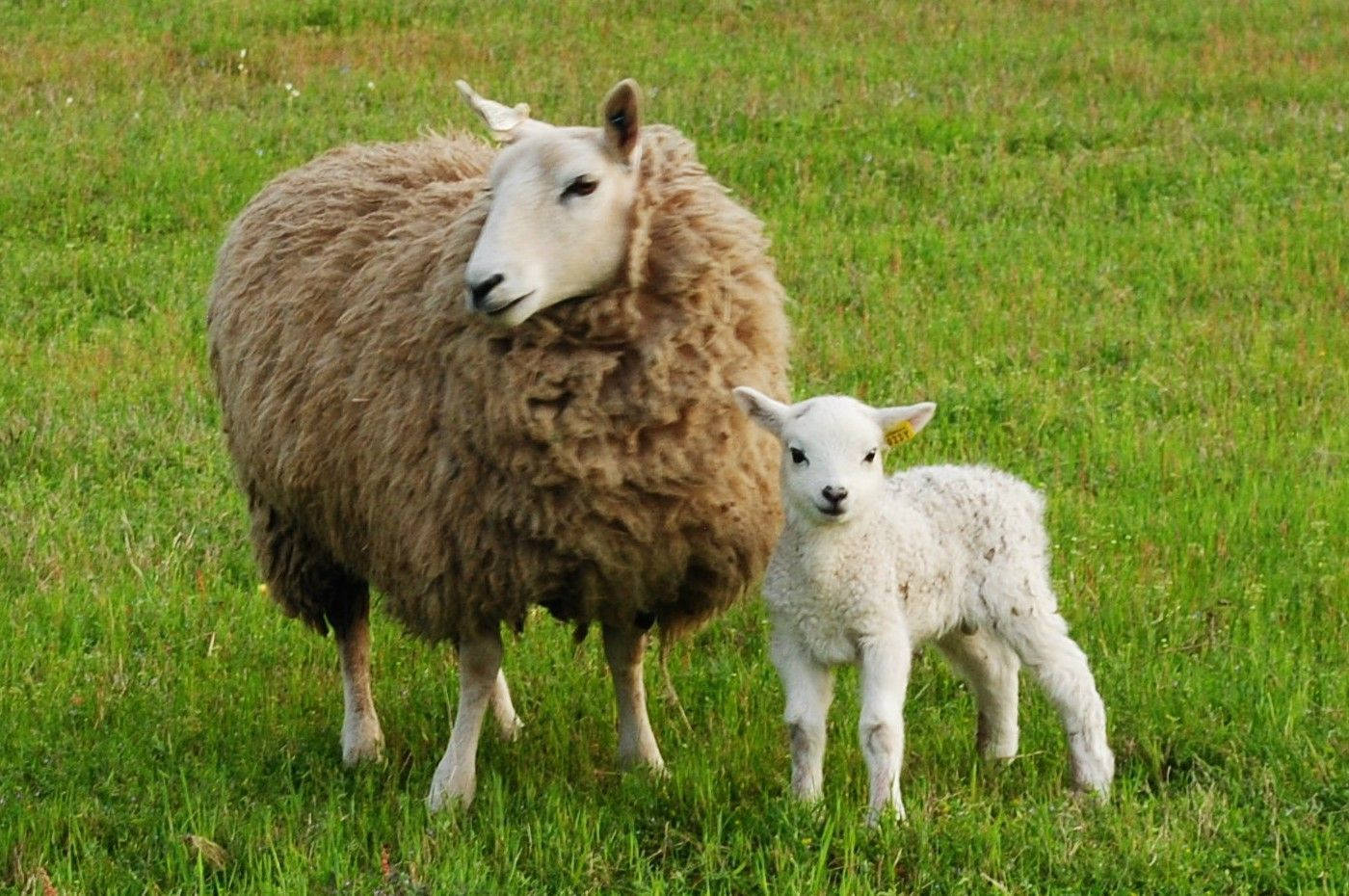 Lamb, white lamb, brown ewe, HD Desktop Wallpaper