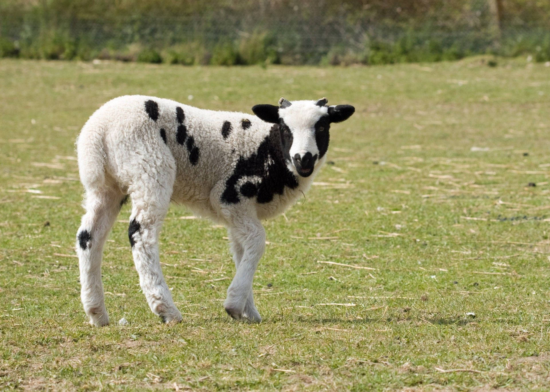 lamb, black and white spotted, sunlit green pasture, Full HD Desktop Wallpaper