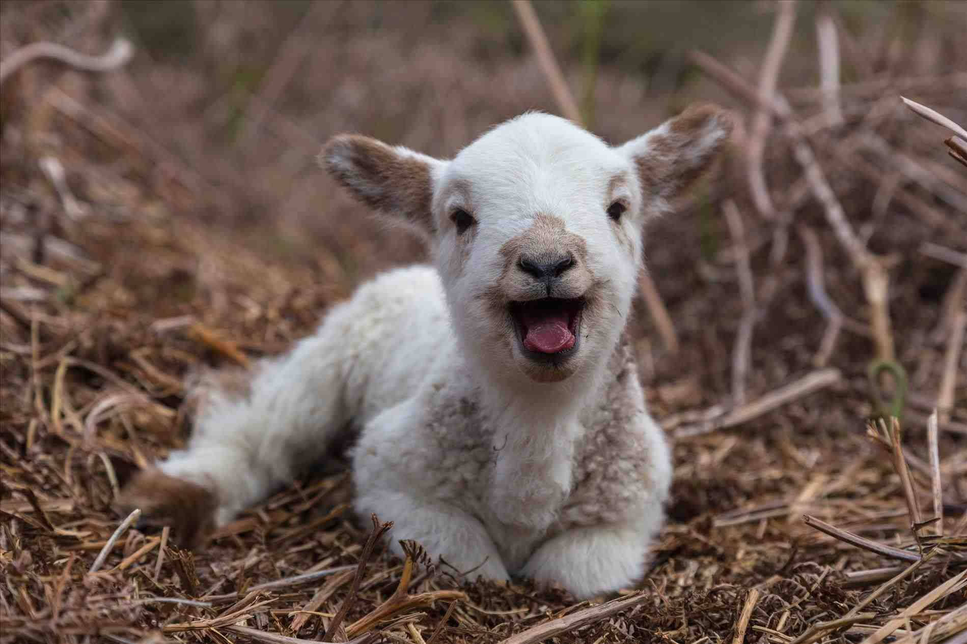 lamb, fluffy white, hay, HD Desktop Wallpaper