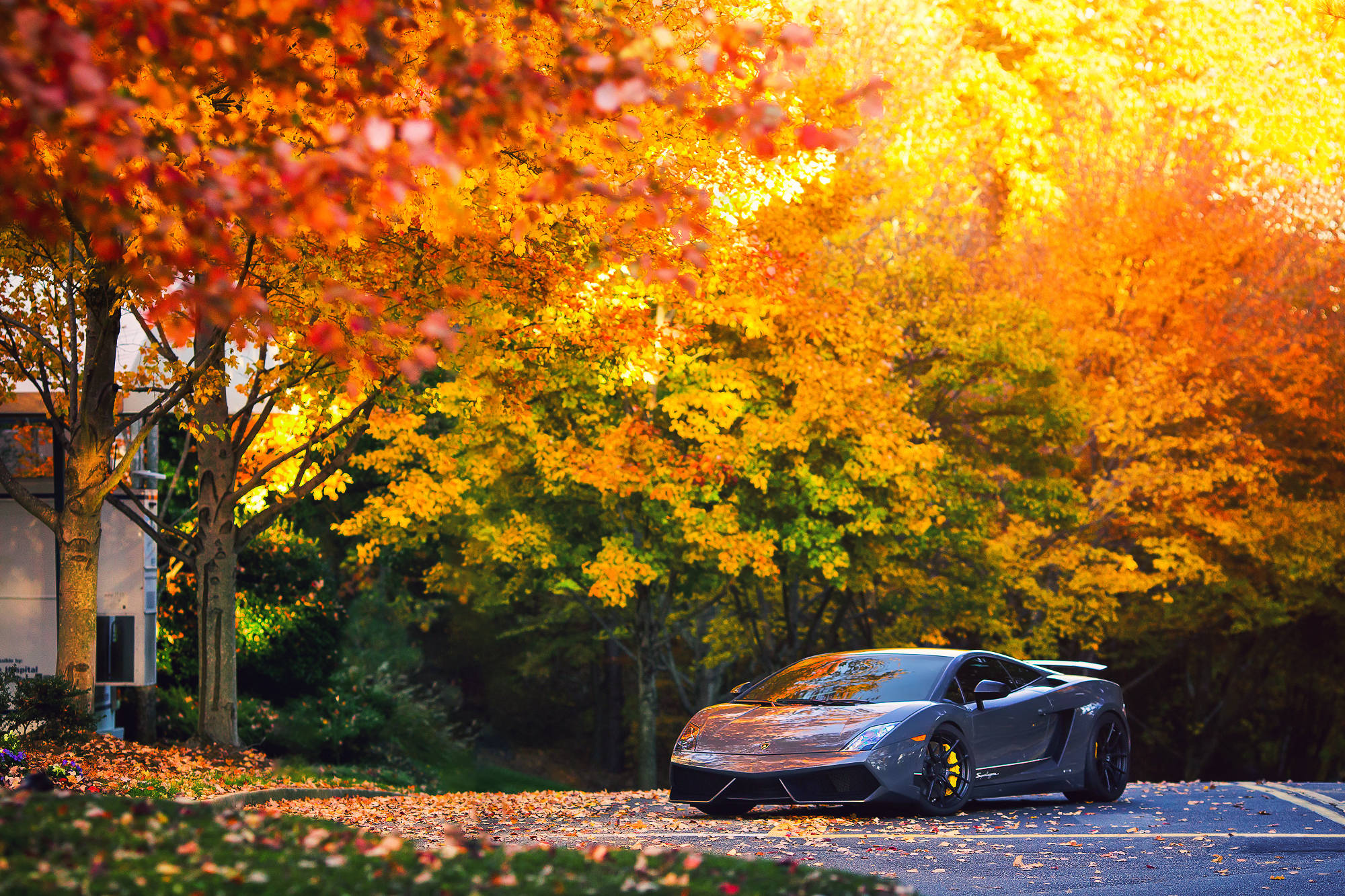Lamborghini Gallardo, gray, autumn, Full HD Desktop Wallpaper