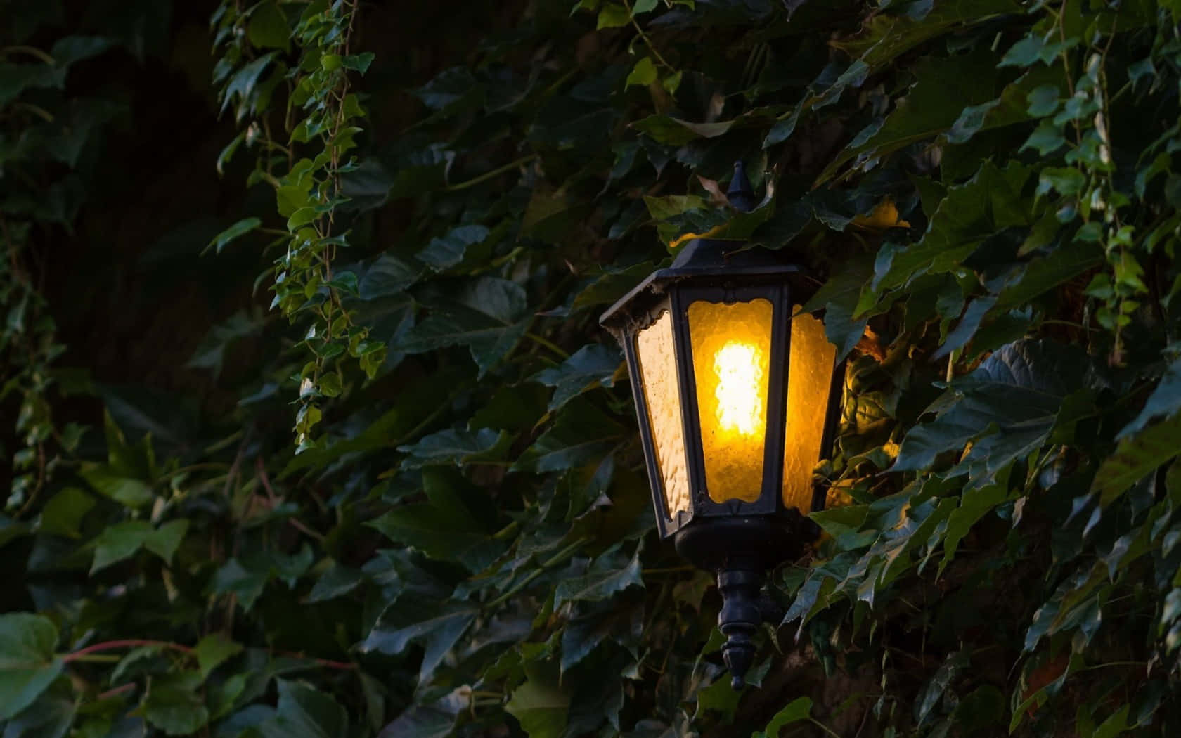 vintage lantern, dense green ivy, twilight, HD Desktop Wallpaper