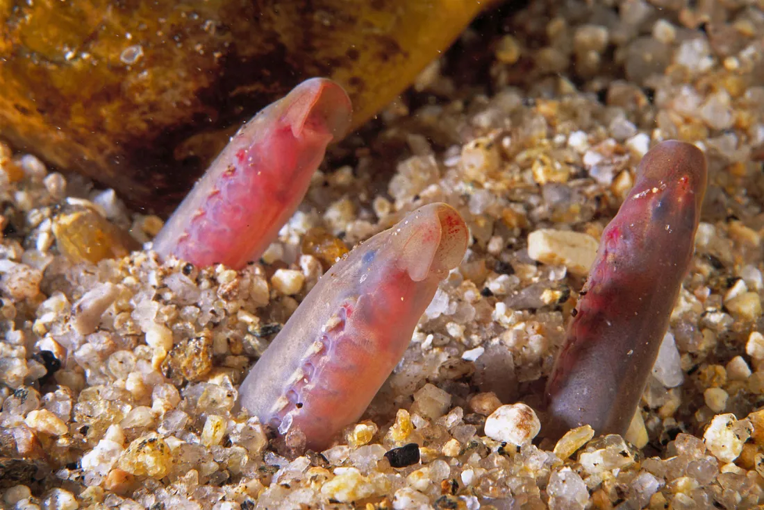 Lamprey