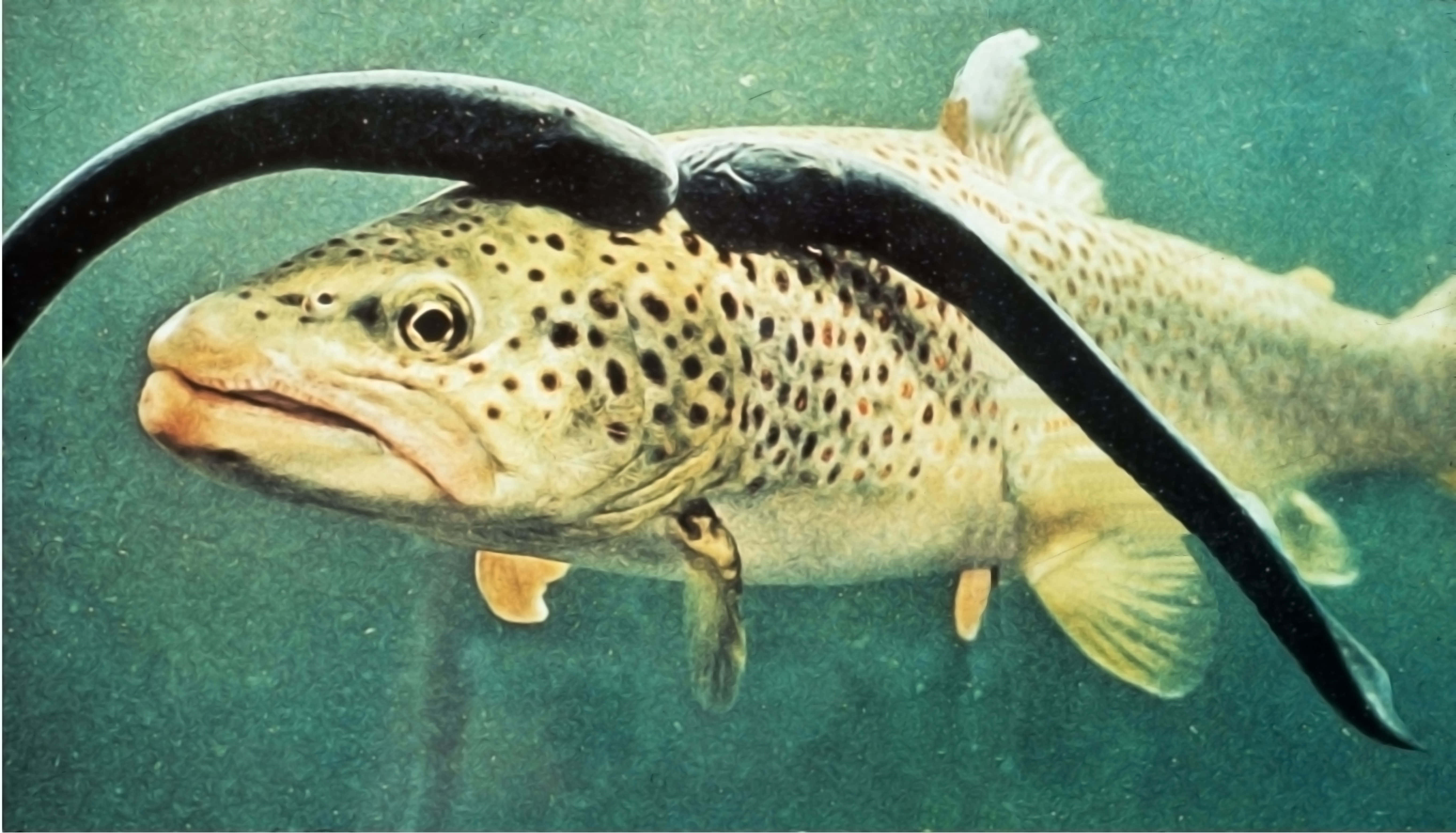 Lamprey, trout, brown trout, 5K Desktop Wallpaper