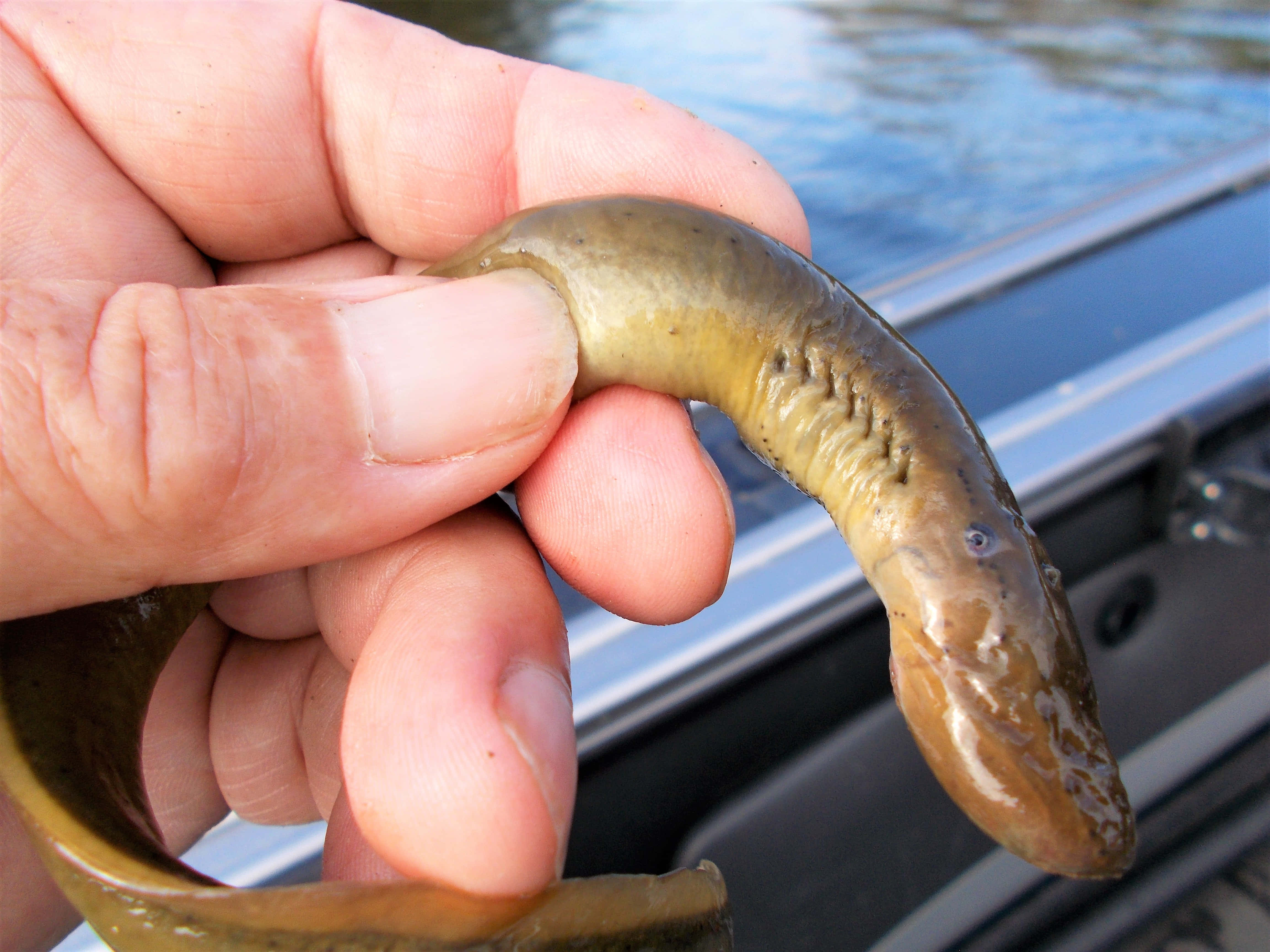 Lamprey, river, boat, 4K Desktop Wallpaper