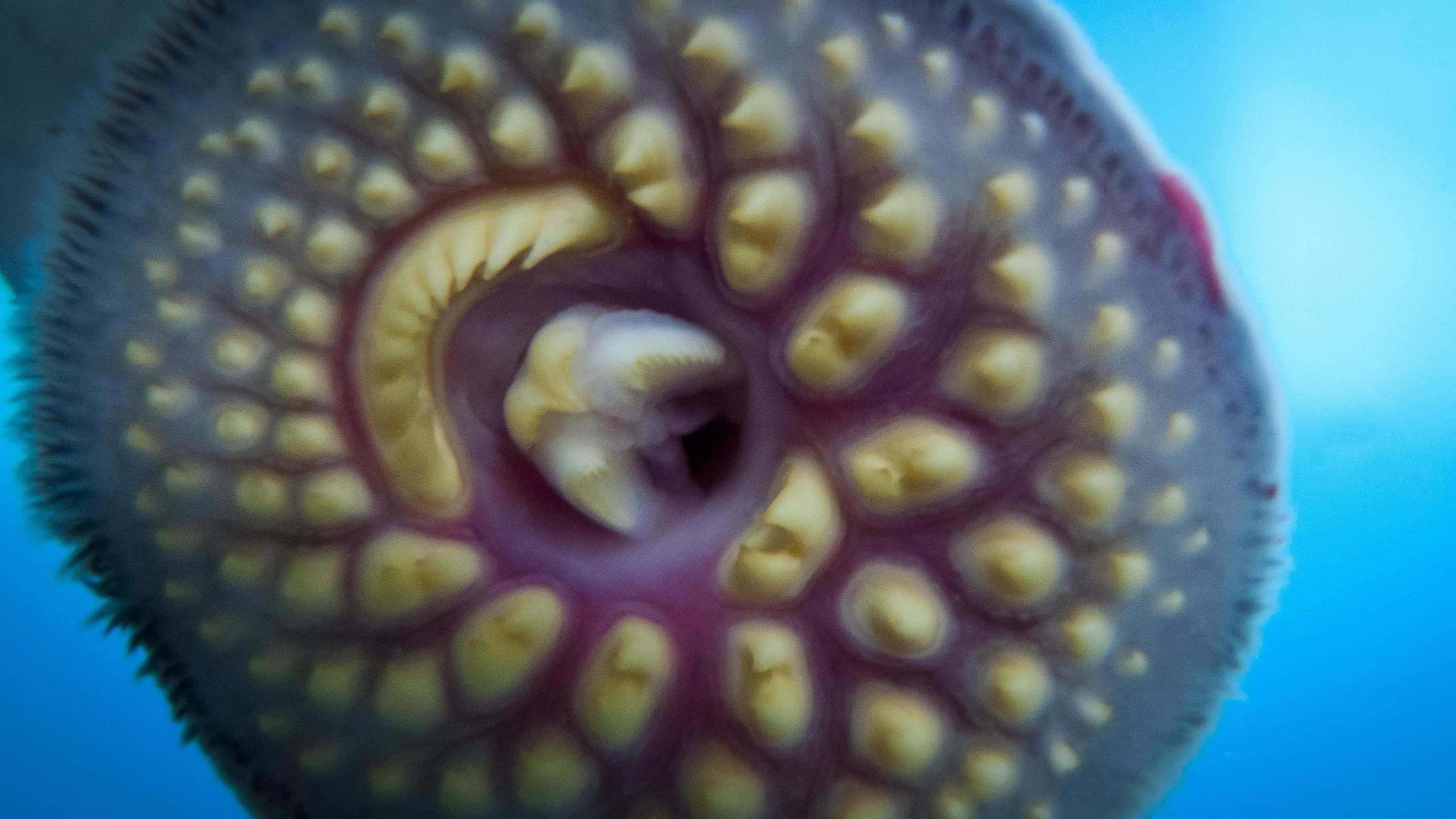 lamprey, circular mouth, yellowish teeth, 2K Desktop Wallpaper