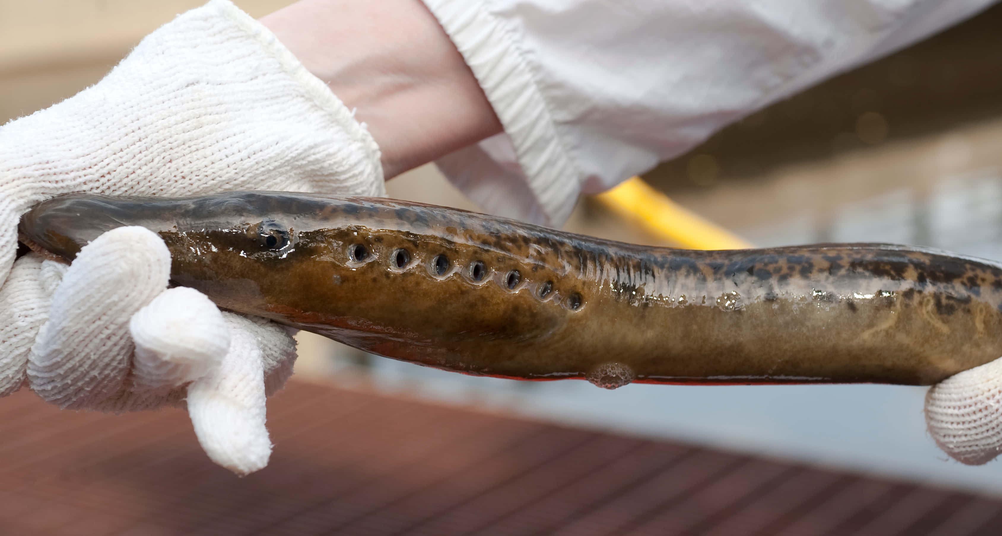 Lamprey, gloved hands, long slender fish, 2K Desktop Wallpaper