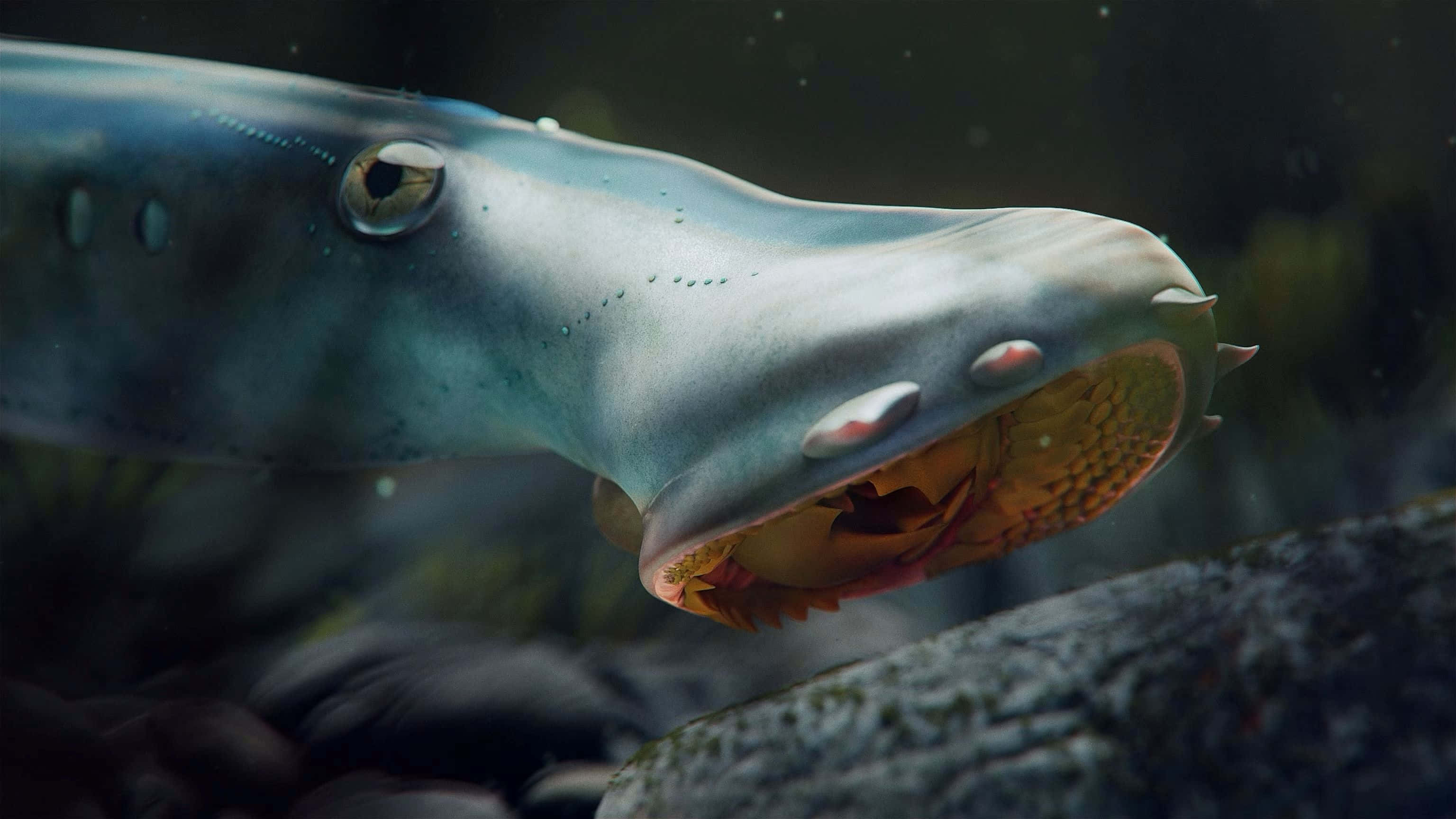 Lamprey, wide open mouth, sharp teeth, 2K Desktop Wallpaper