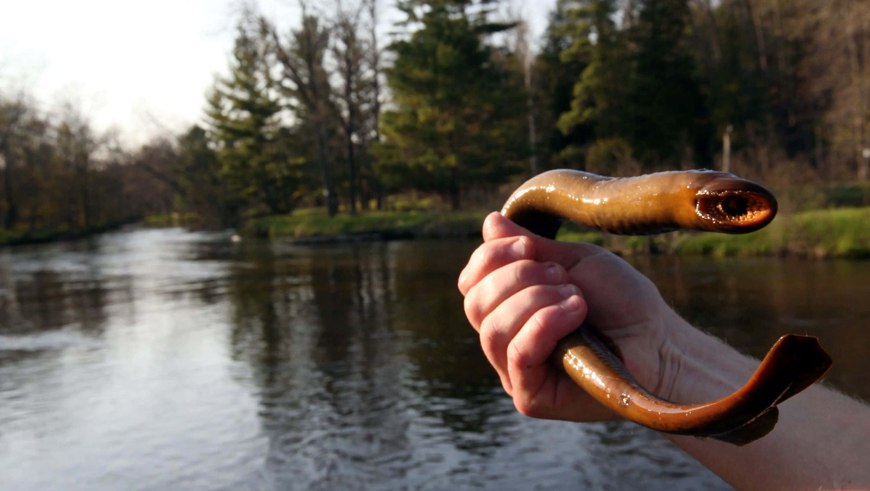 Lamprey, riverbank, river, 2K Desktop Wallpaper