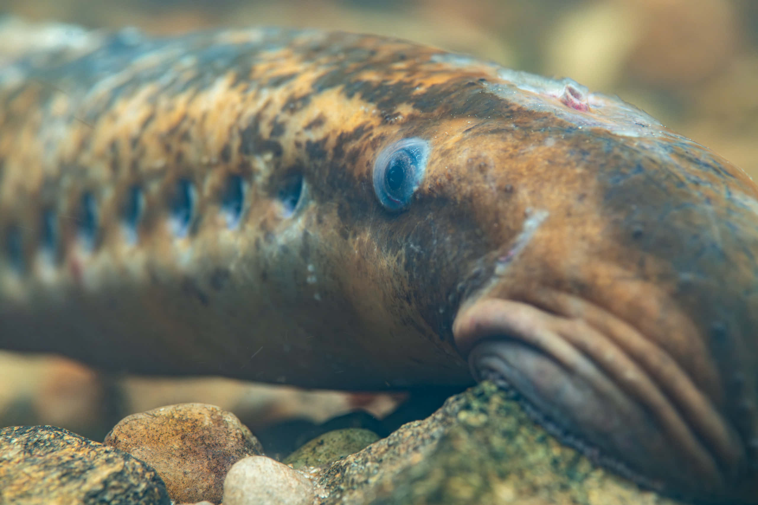 Lamprey, spotted eel, blue eyes, 2K Desktop Wallpaper
