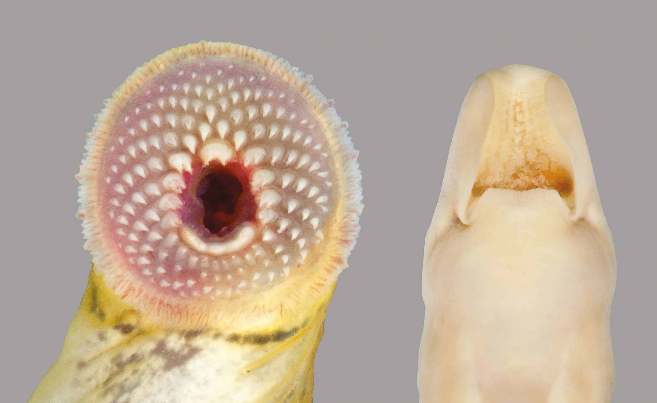 Lamprey, toothed lips, circular mouth, 2K Desktop Wallpaper