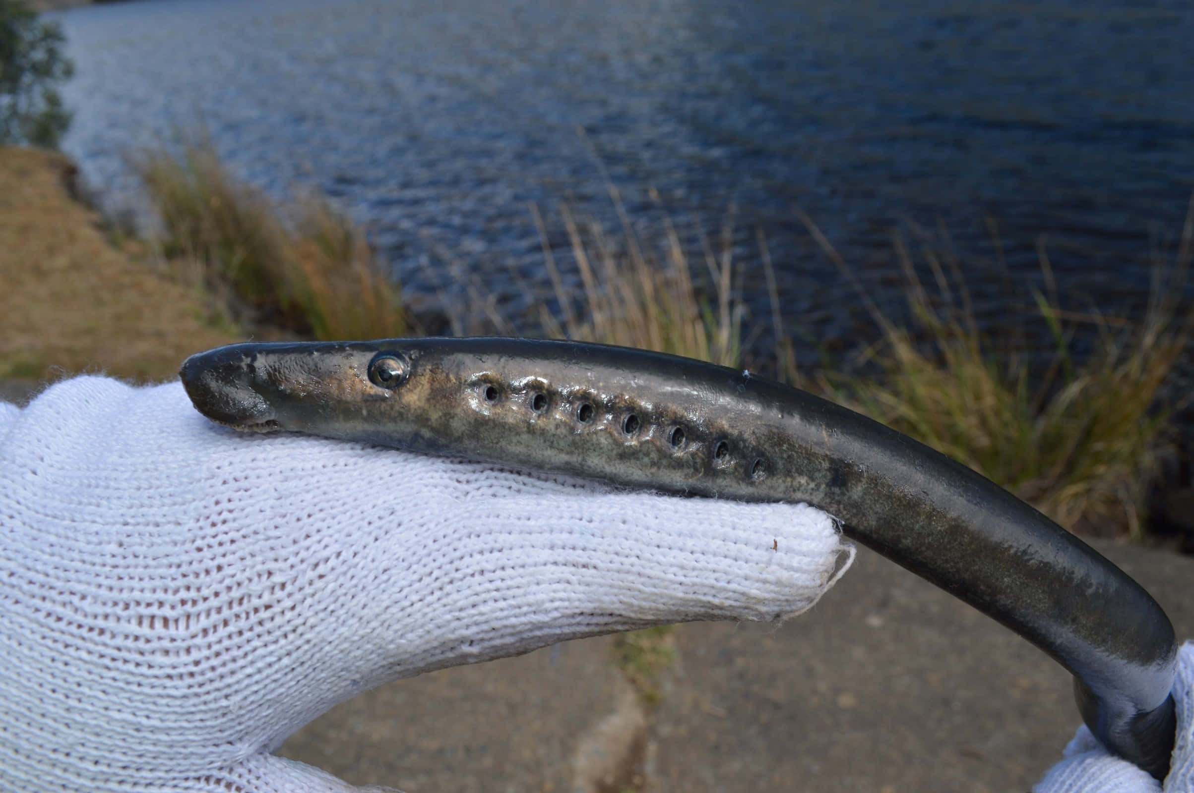 Lamprey, gloved hand, dark eel-like fish, Full HD Desktop Wallpaper