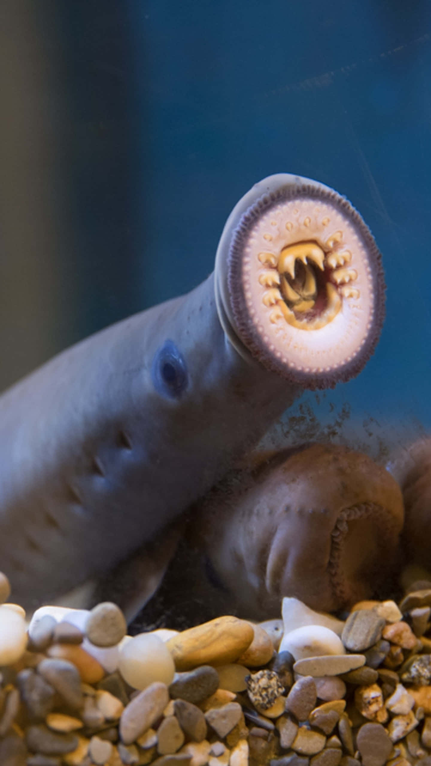 Lamprey, circular mouth, teeth, 2K Phone Wallpaper