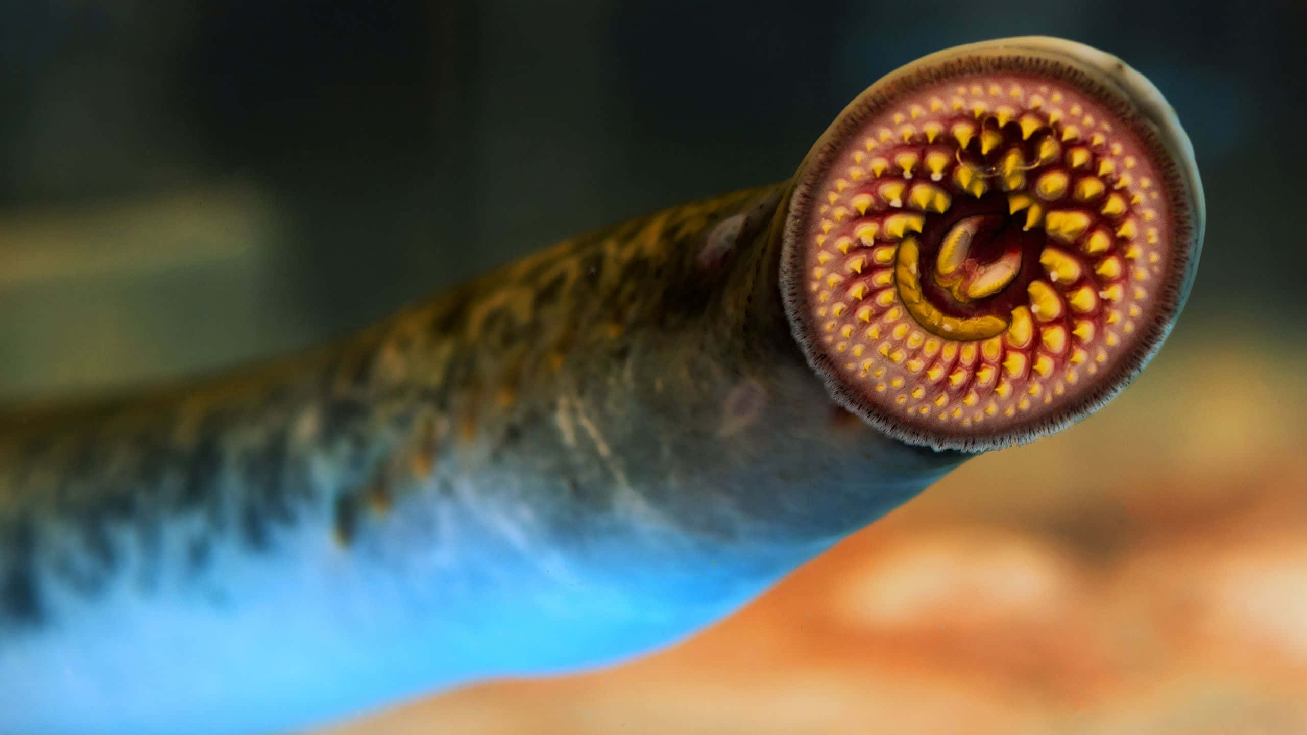 lamprey, circular mouth, yellowish teeth, 2K Desktop Wallpaper