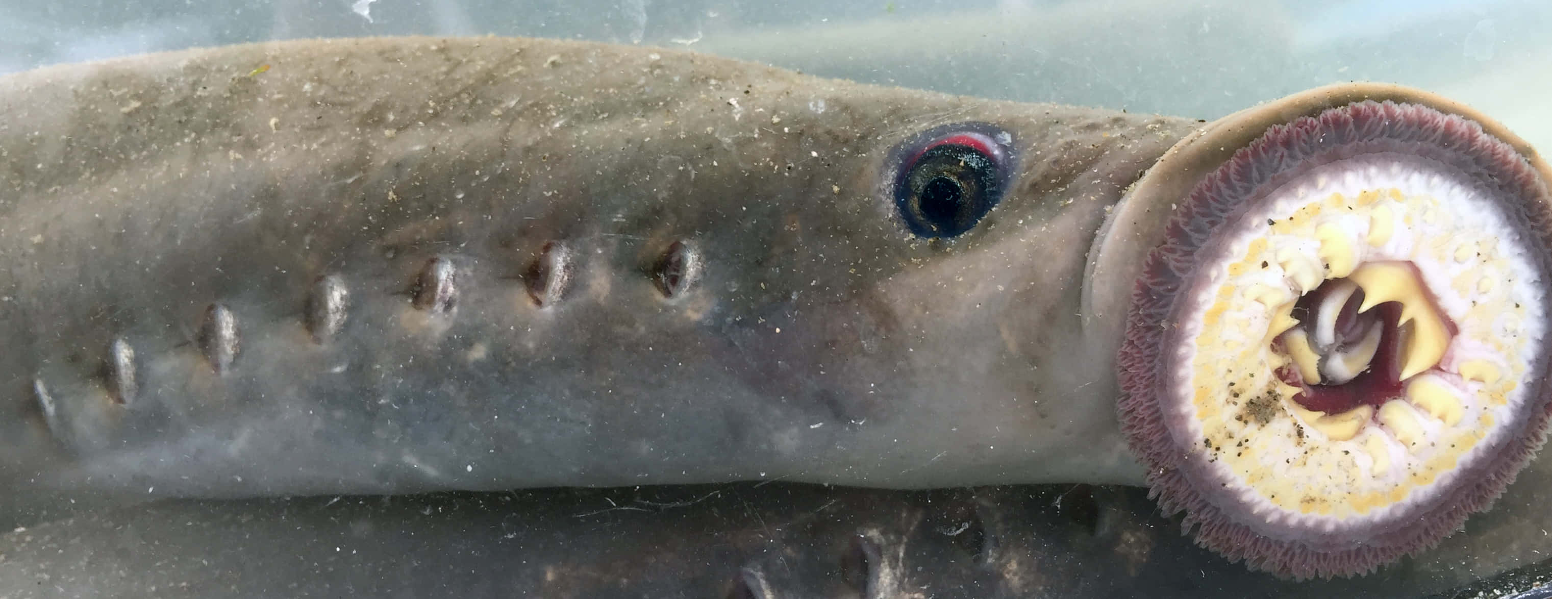lamprey, circular mouth, toothed lips, 2K Desktop Wallpaper